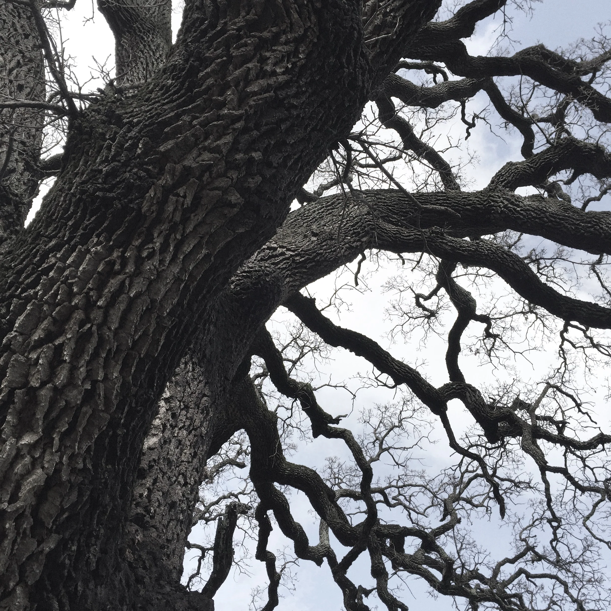 *RETAIL - Quercus lobata - Image 3