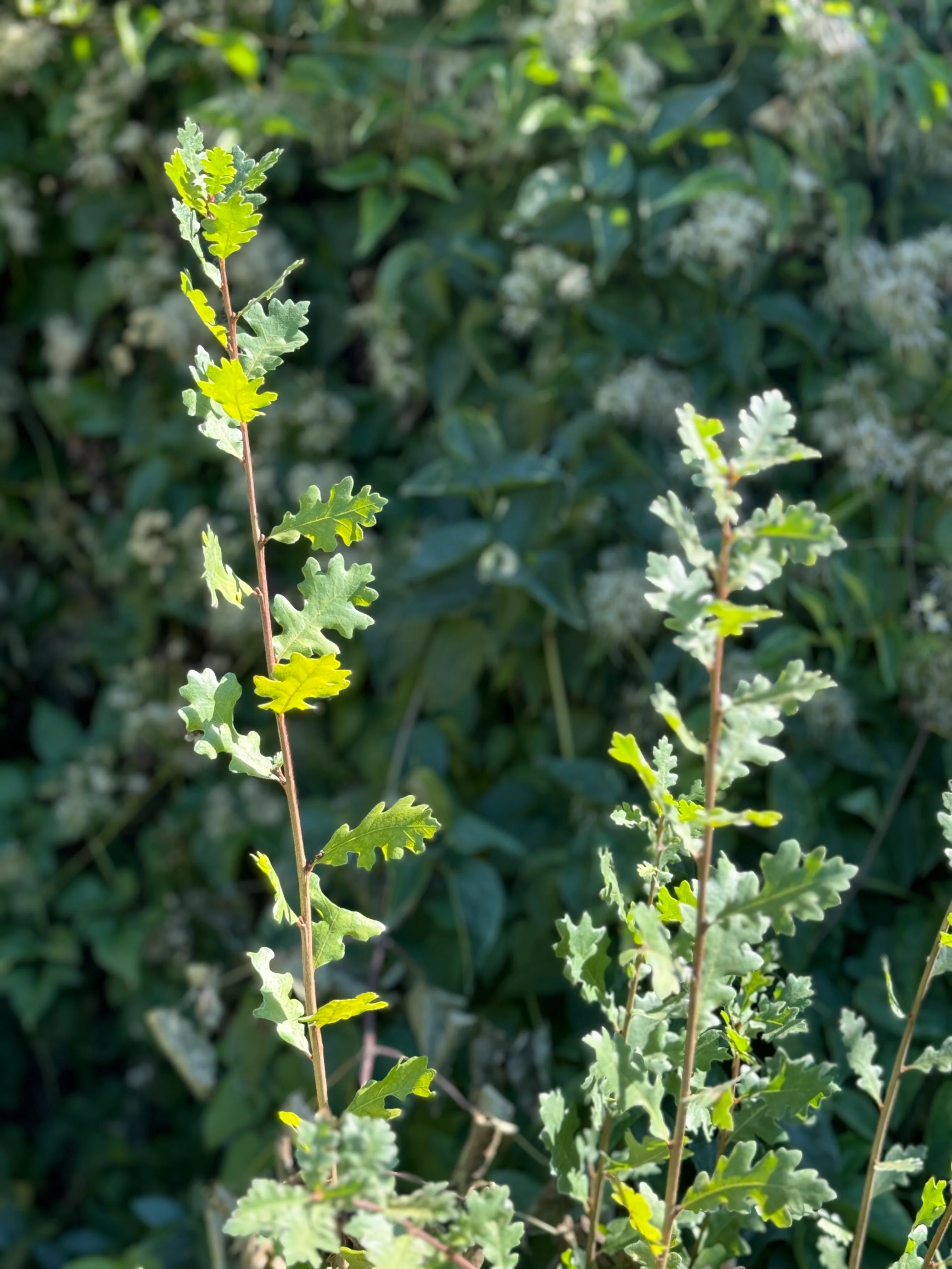 *RETAIL - Quercus lobata - Image 4