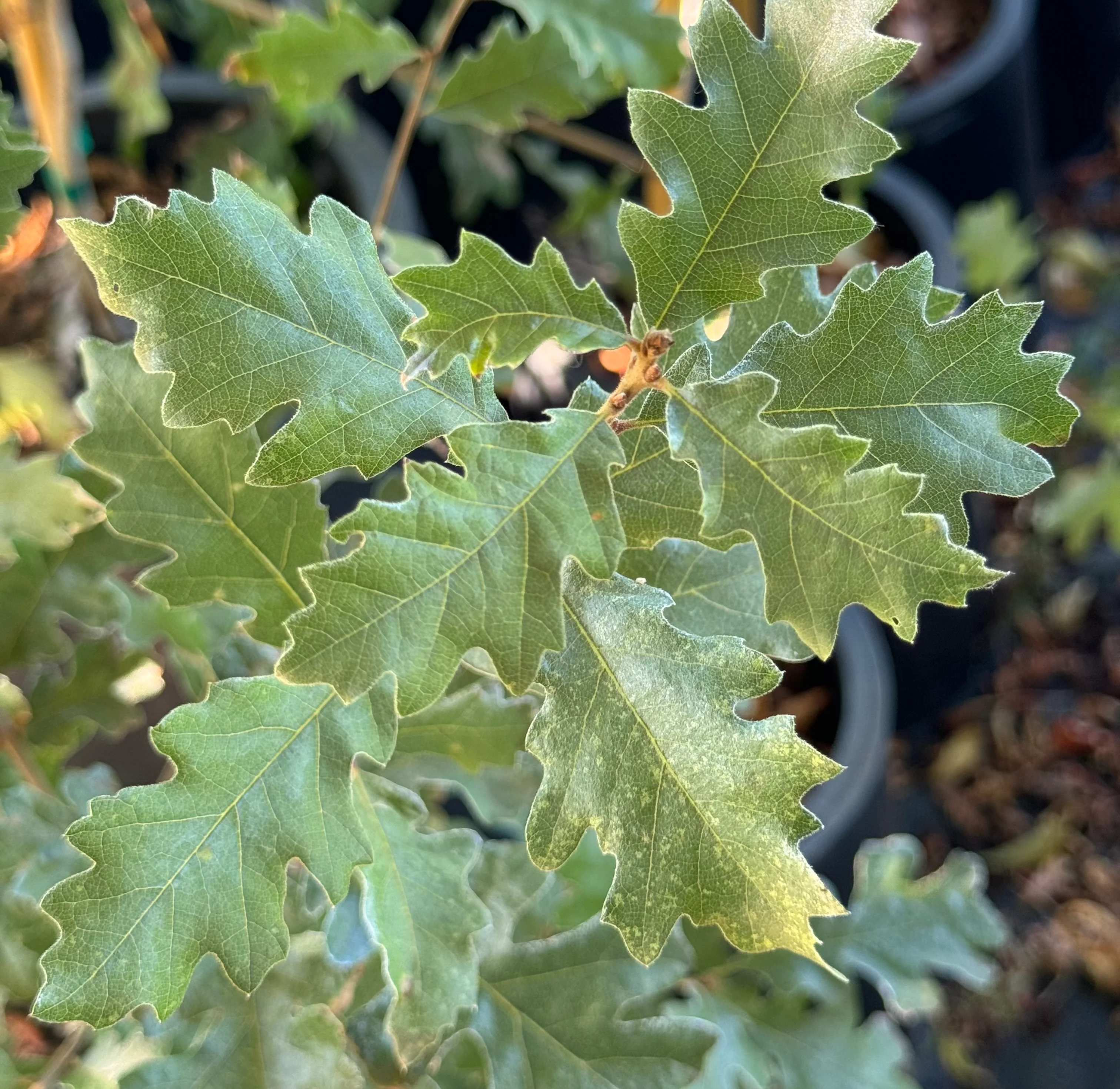 *RETAIL - Quercus lobata - Image 5
