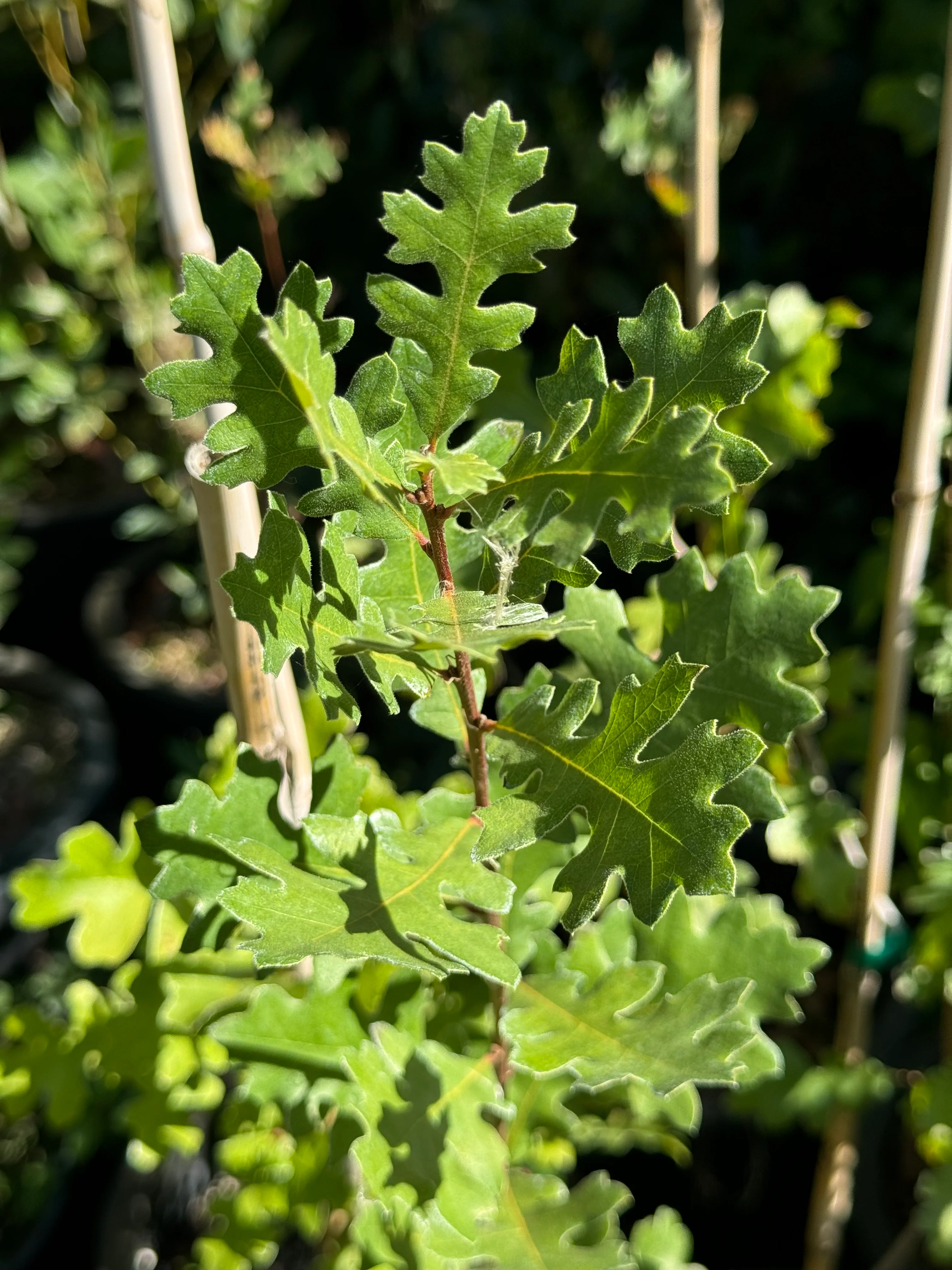 *RETAIL - Quercus lobata - Image 6