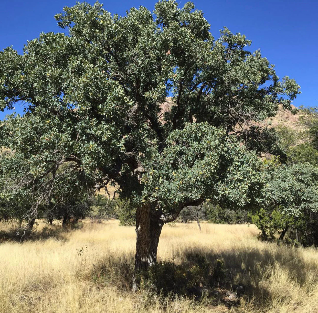 Trees