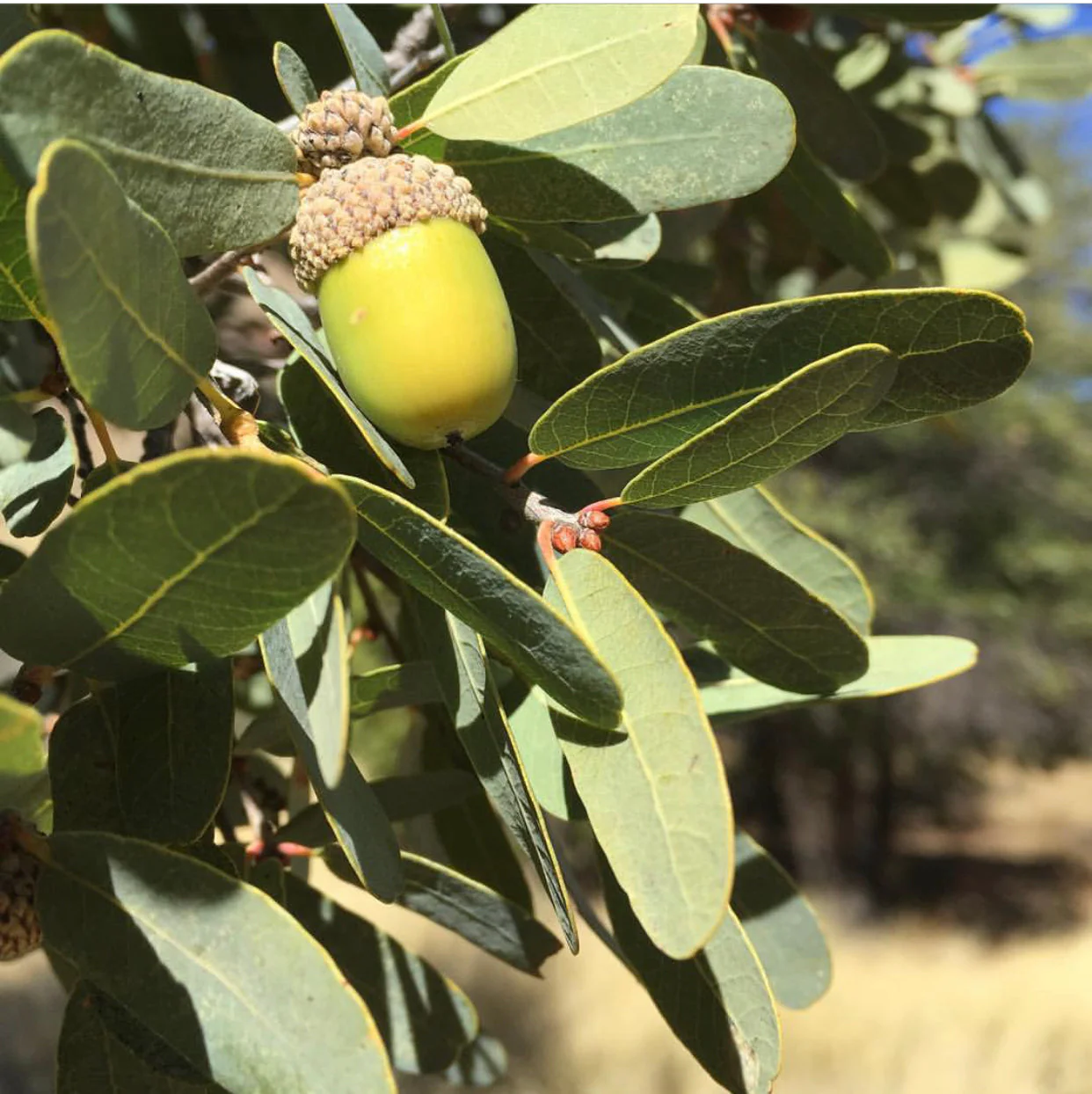 Quercus oblongifolia 10108 - Image 2