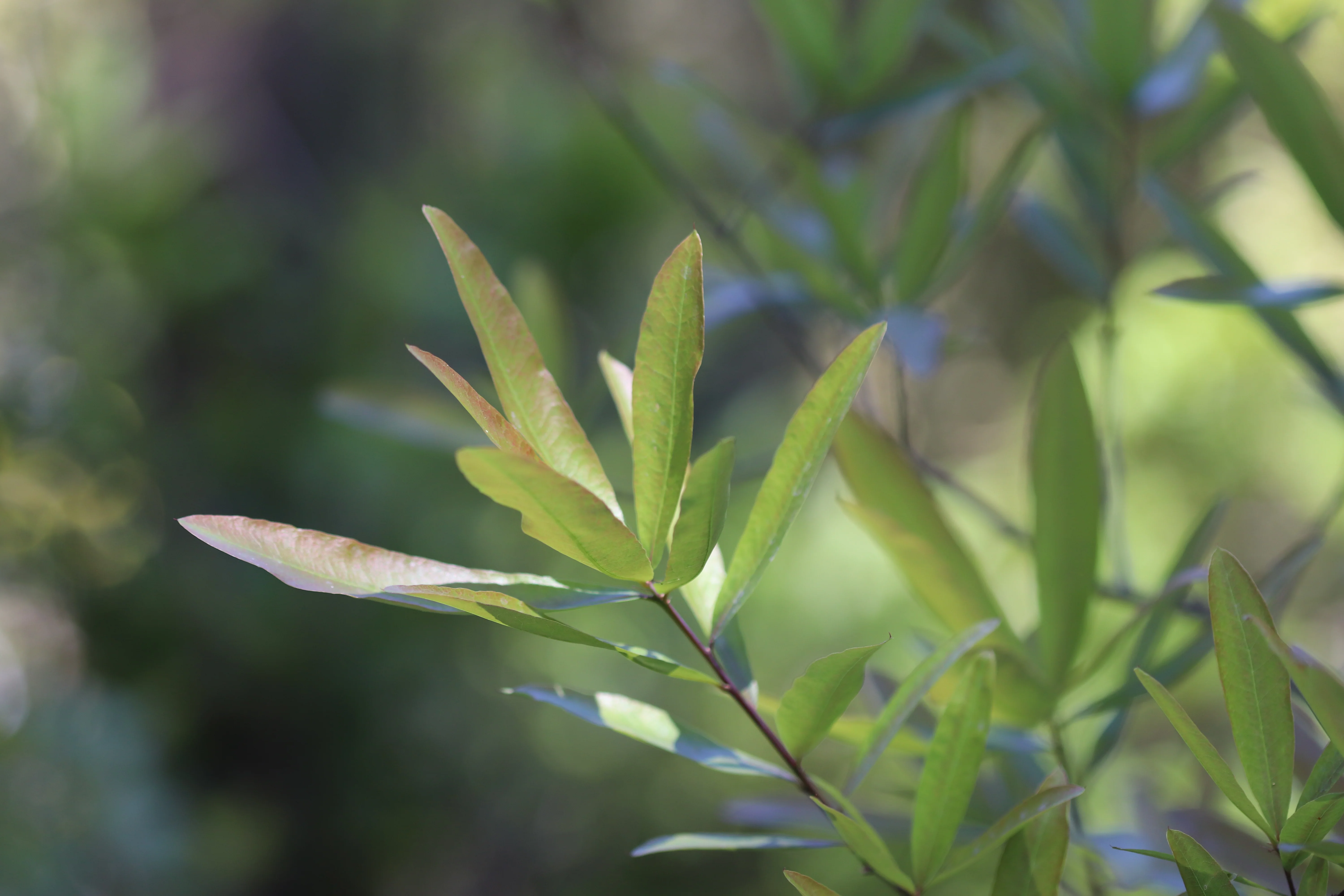 *RETAIL - Quercus phellos - Image 3