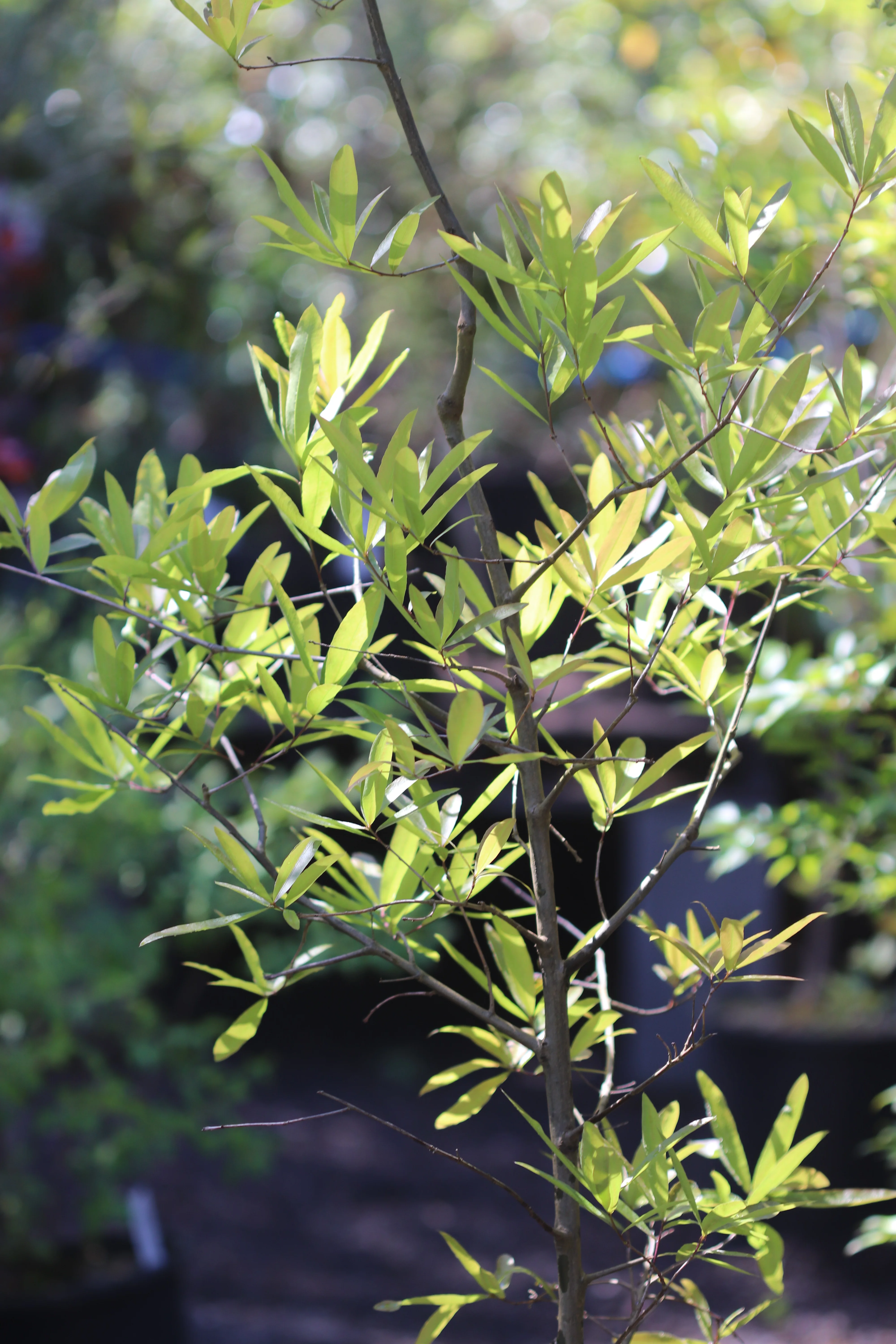 *RETAIL - Quercus phellos - Image 4