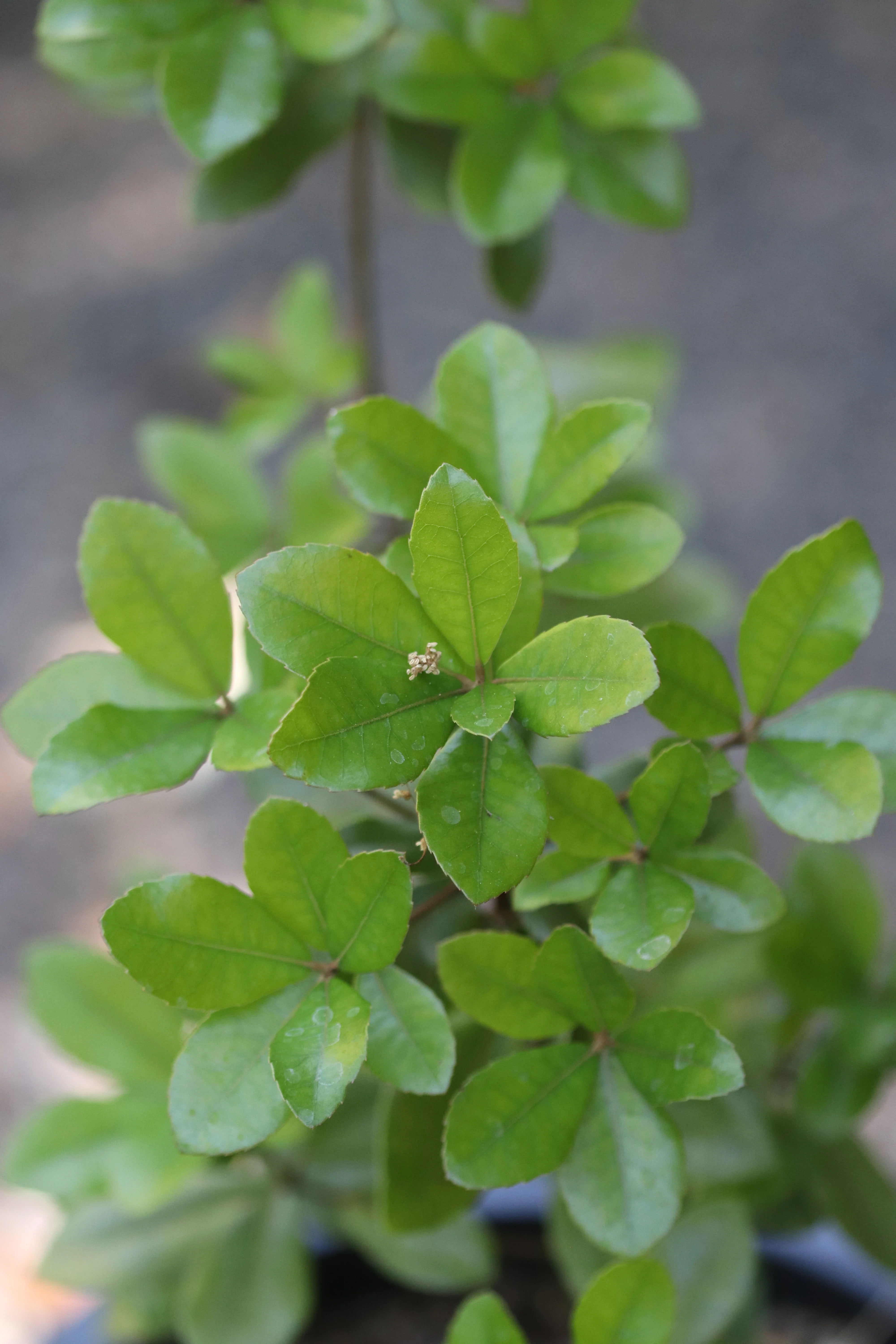 *RETAIL - Quercus phillyreoides - Image 3