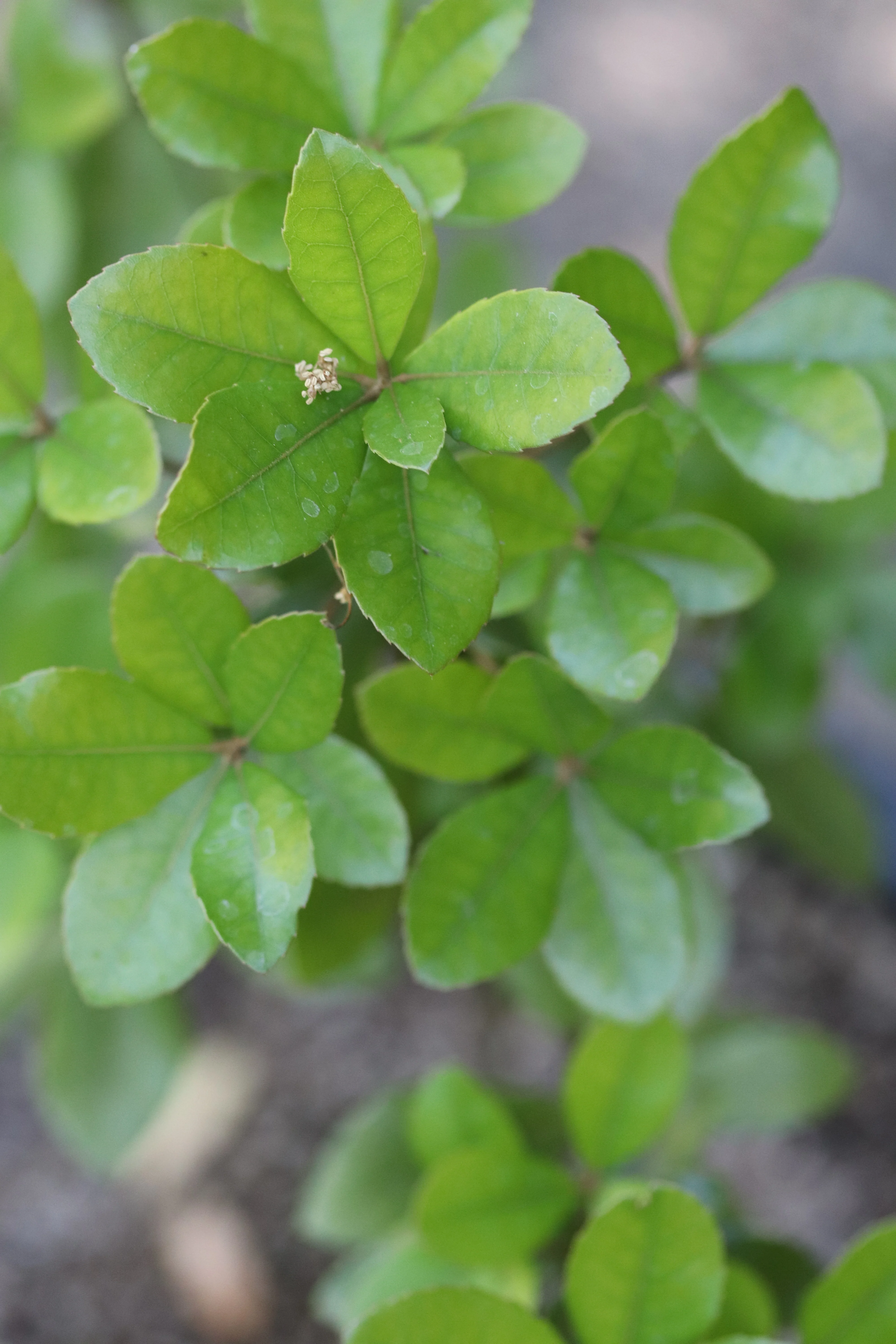 *RETAIL - Quercus phillyreoides - Image 4