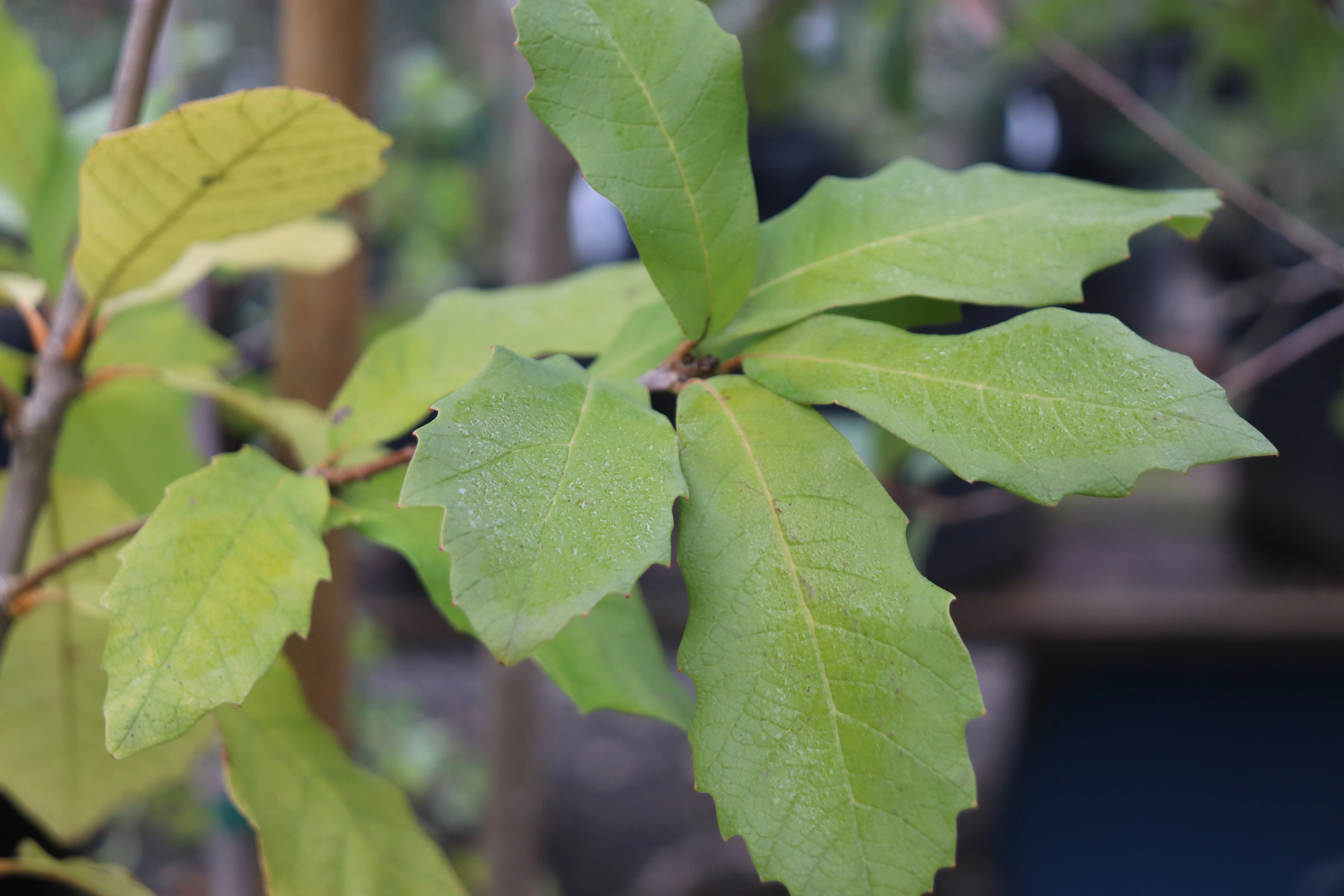 *RETAIL - Quercus polymorpha - Image 2