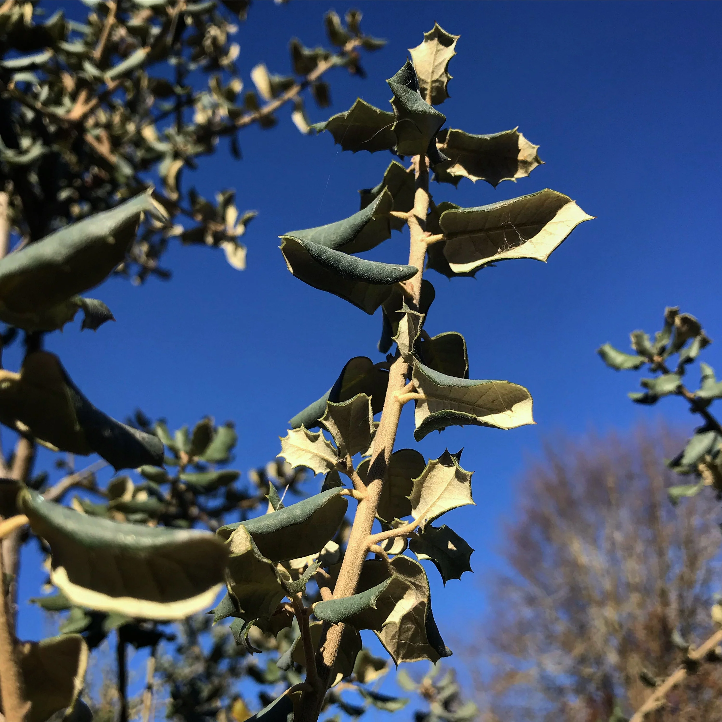 *RETAIL - Quercus rotundifolia - Image 3