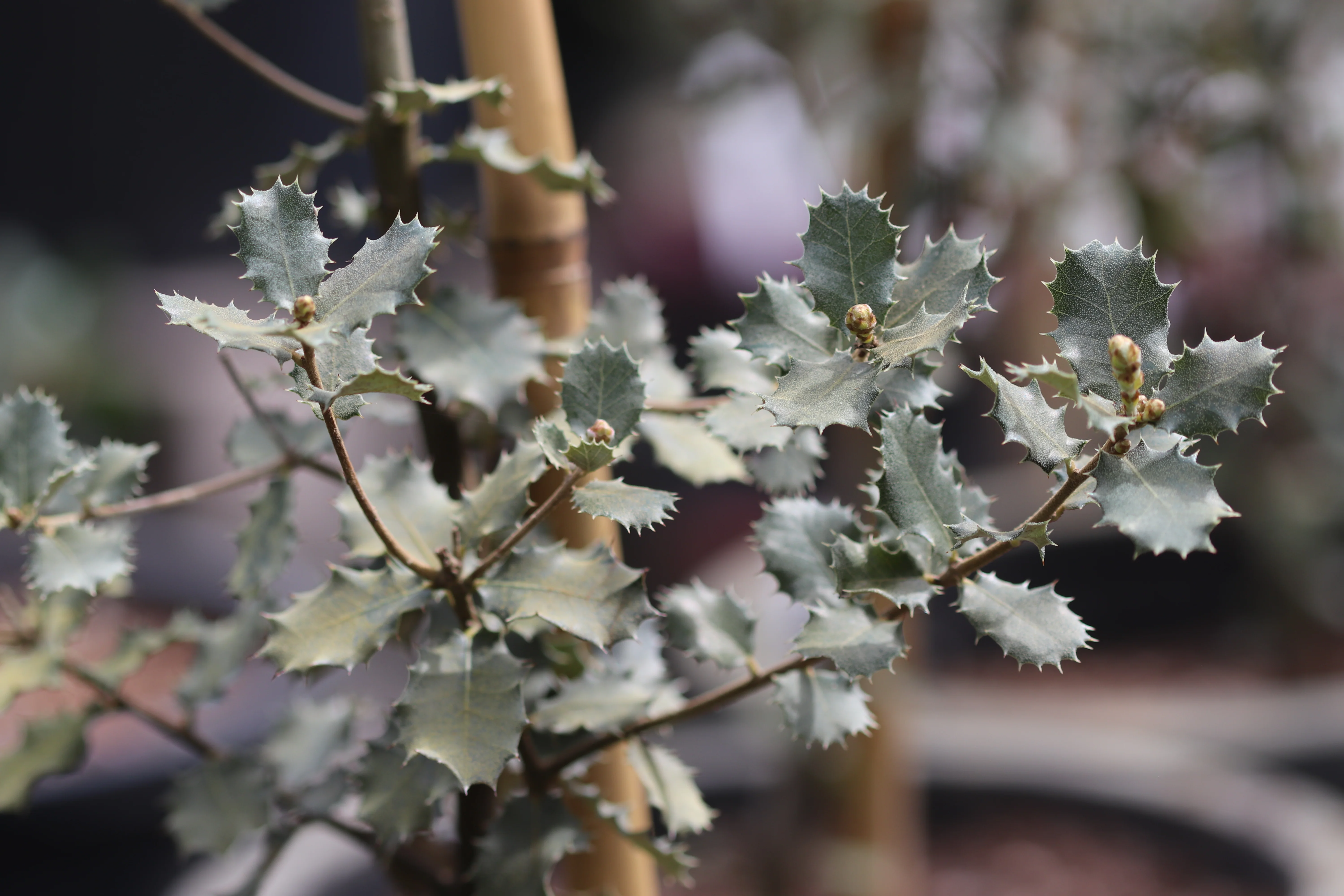*RETAIL - Quercus rotundifolia - Image 4