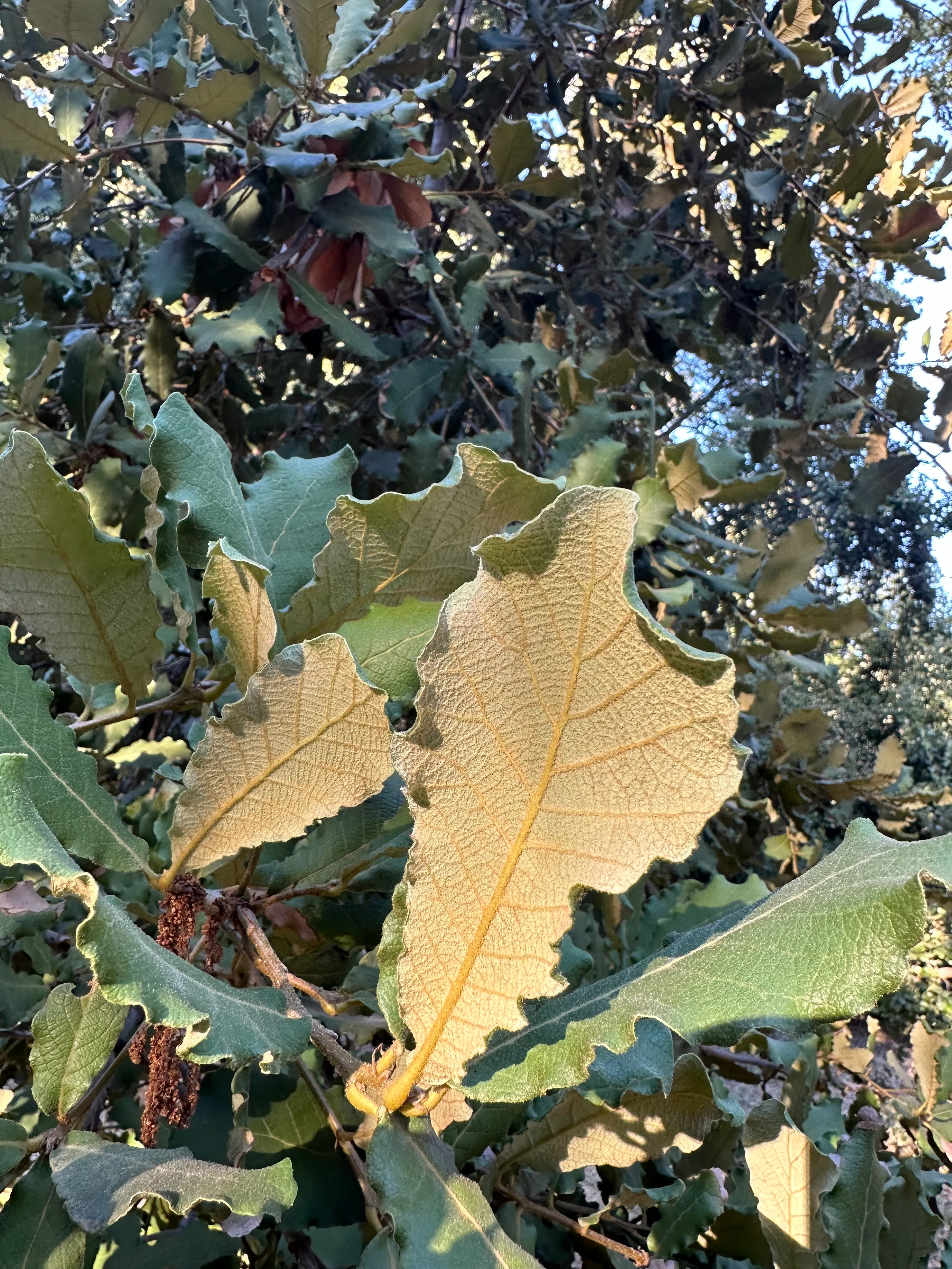 *RETAIL - Quercus rugosa - Bonfante - Image 2