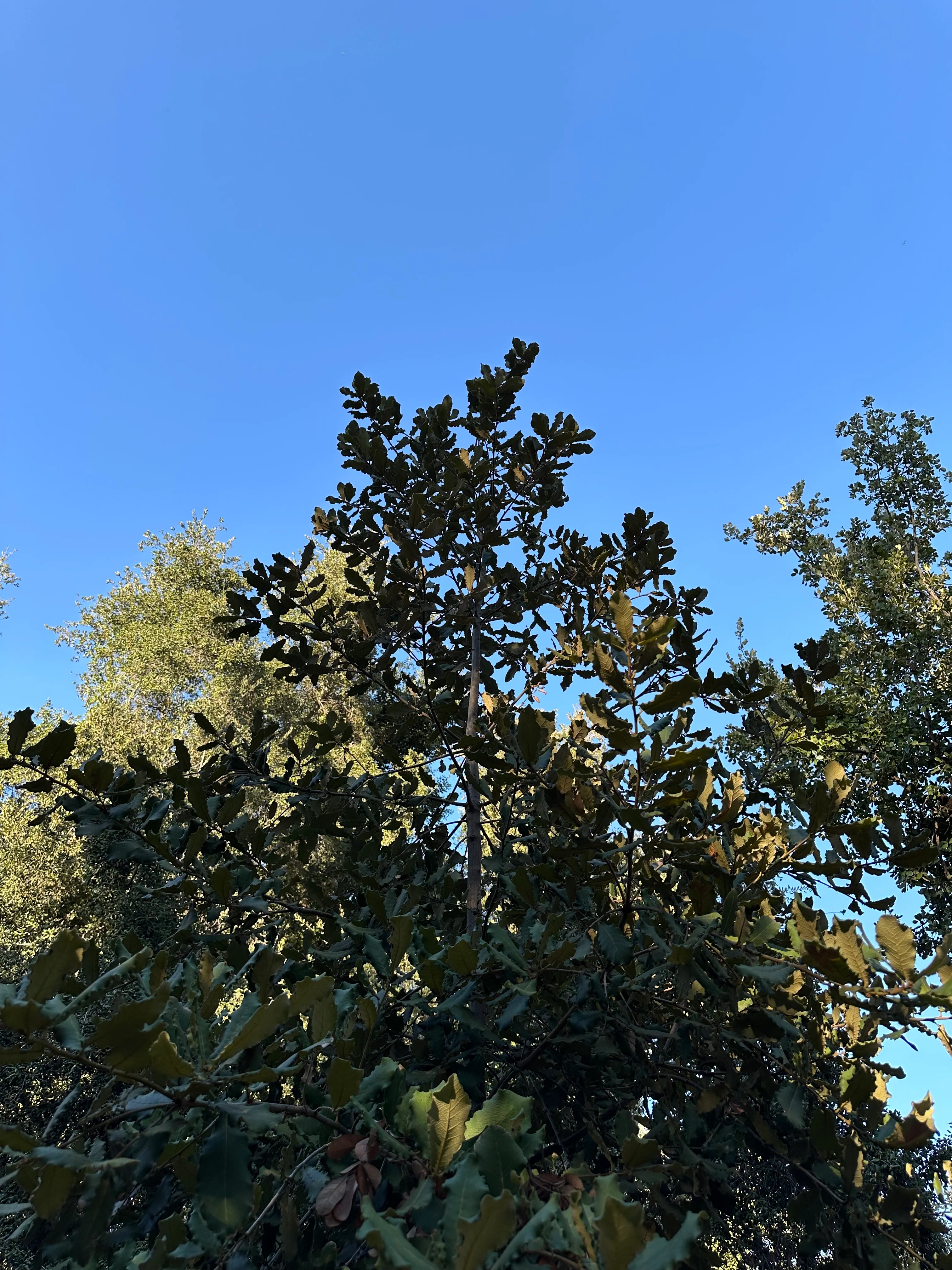 *RETAIL - Quercus rugosa - Bonfante - Image 3