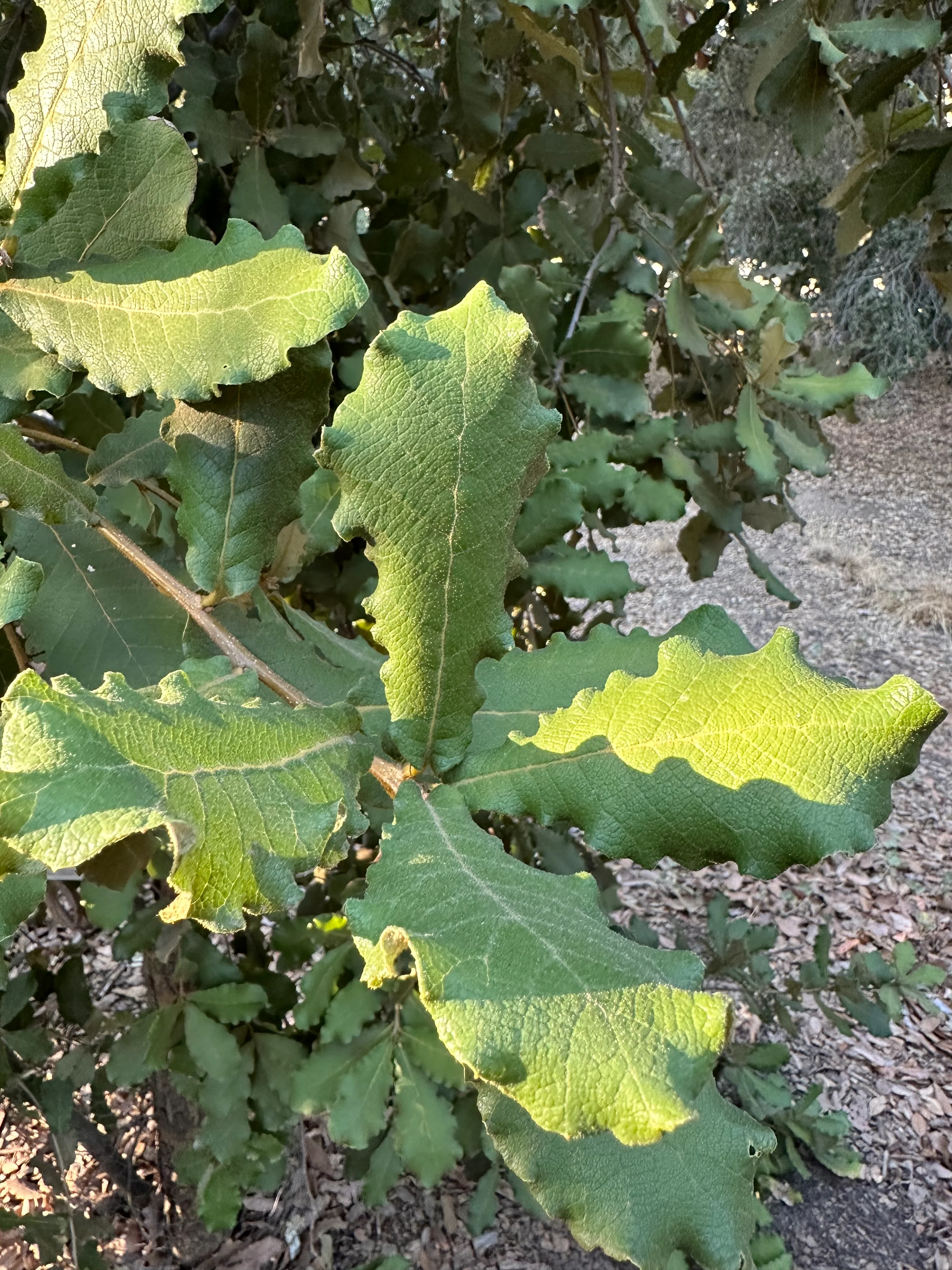 *RETAIL - Quercus rugosa - Bonfante - Image 4