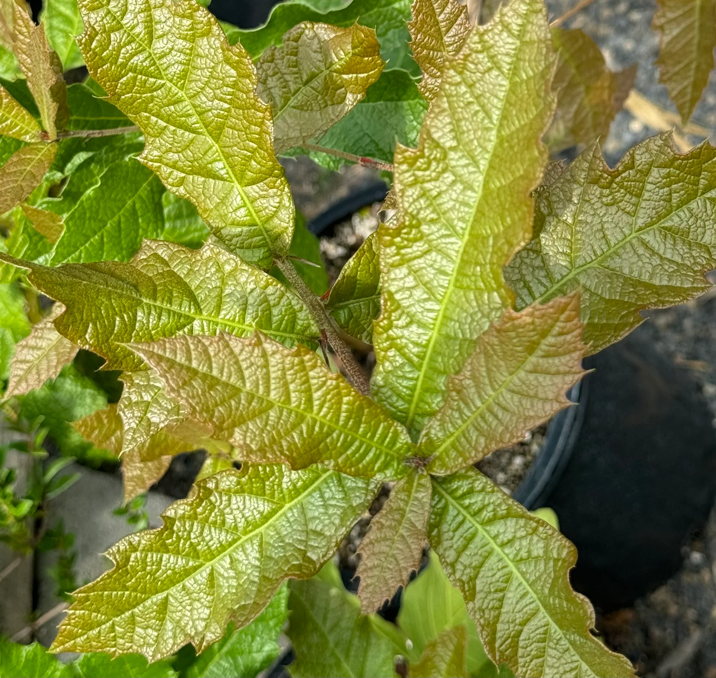 *RETAIL - Quercus rysophylla 'JF GDN' - Image 2