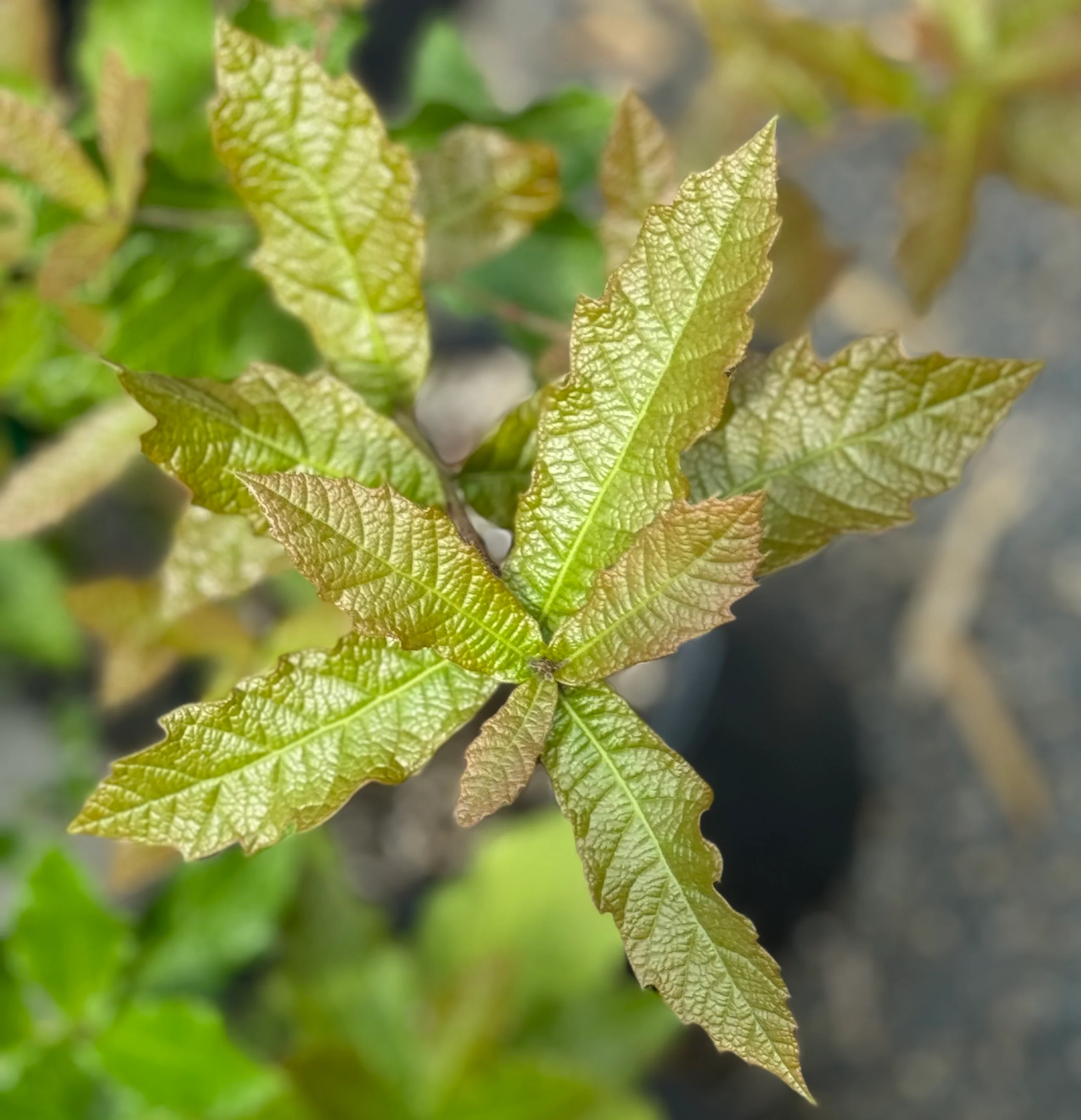 *RETAIL - Quercus rysophylla 'JF GDN' - Image 3