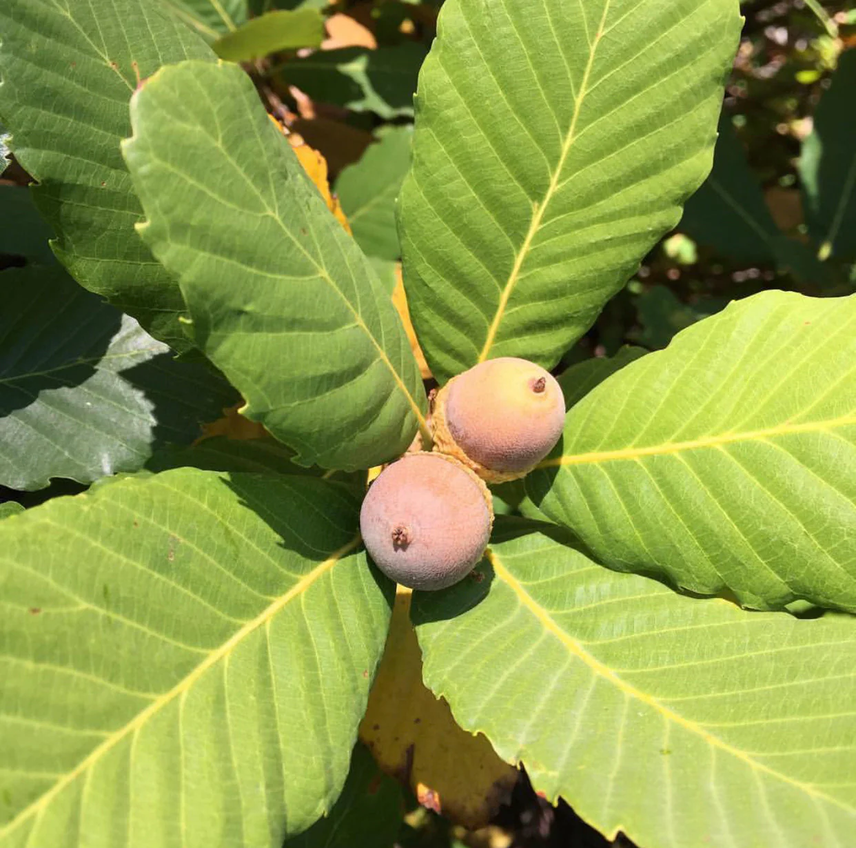 *RETAIL - Quercus sadleriana