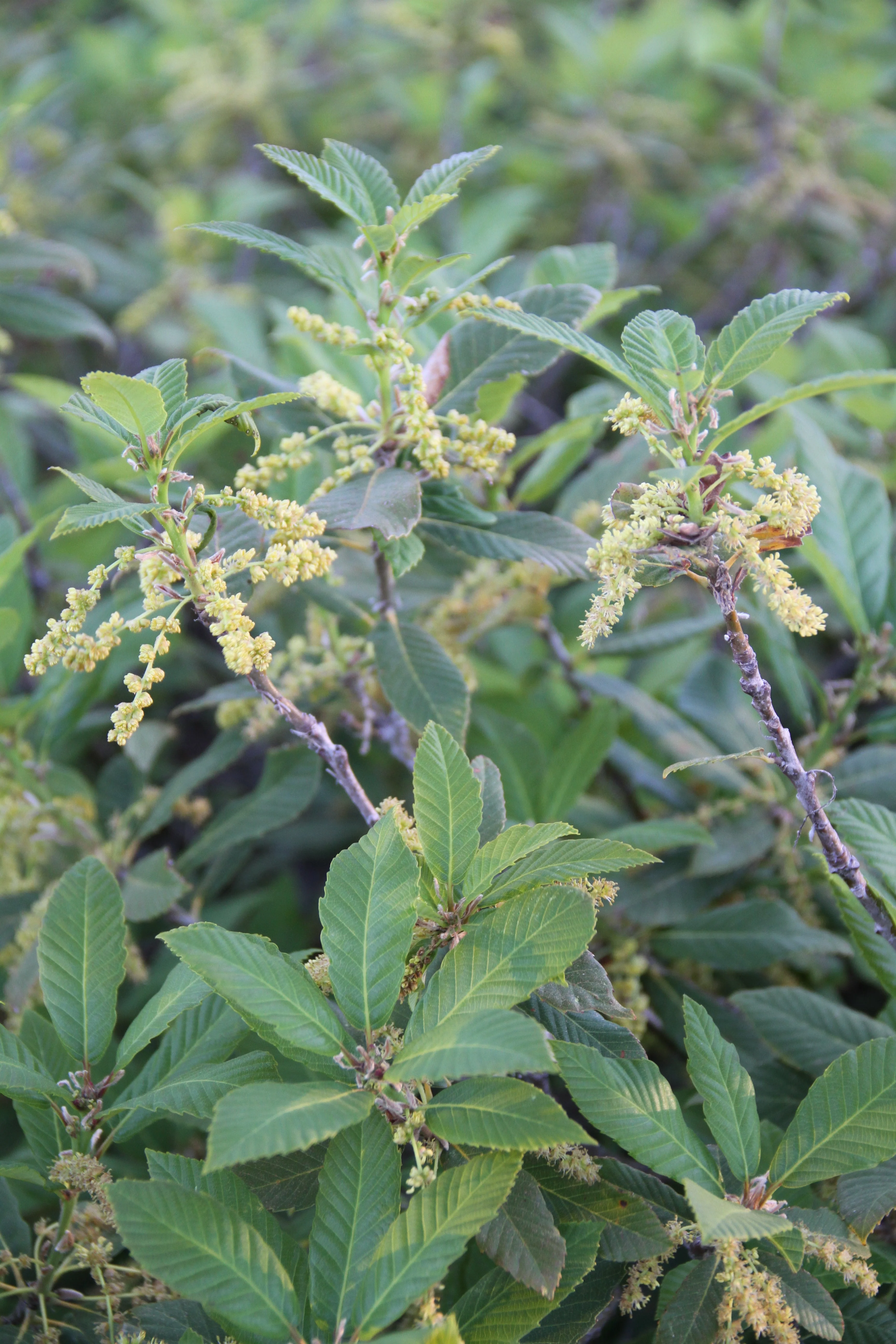 *RETAIL - Quercus sadleriana - Image 2