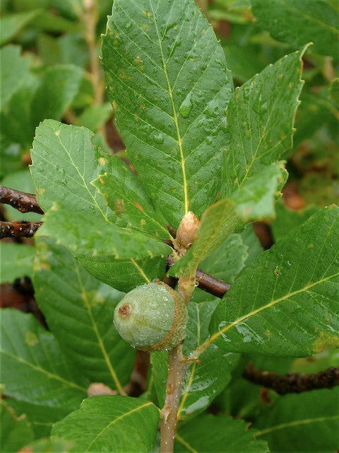 *RETAIL - Quercus sadleriana - Image 3