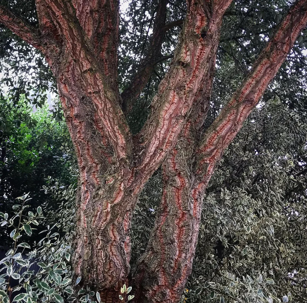*RETAIL - Quercus suber, 24in box