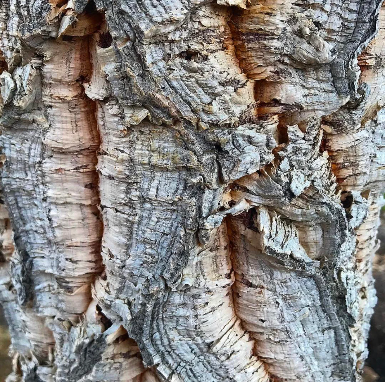 *RETAIL - Quercus suber, 24in box - Image 2