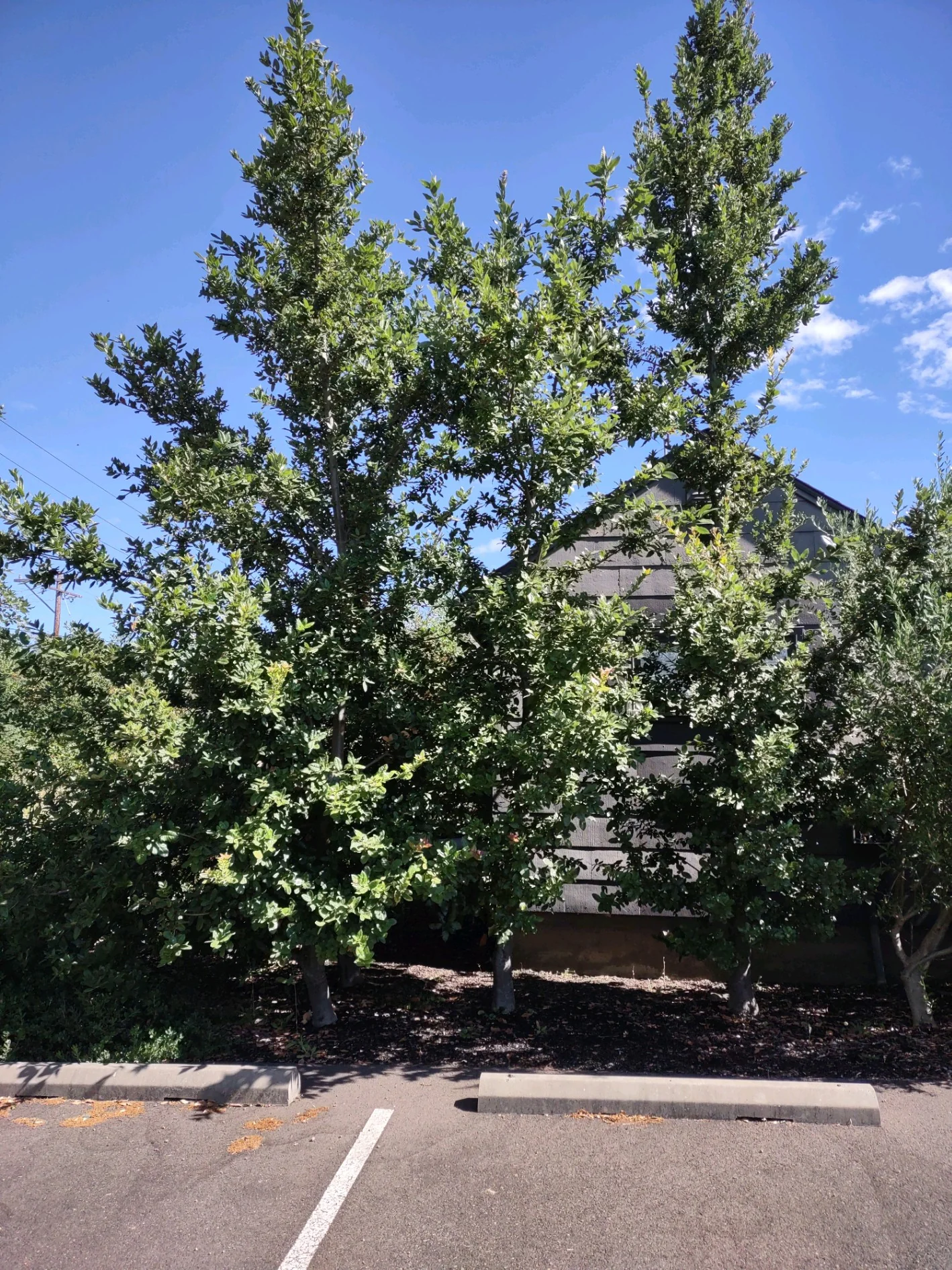 *RETAIL - Quercus tomentella [Arroyo Grande] - Image 3