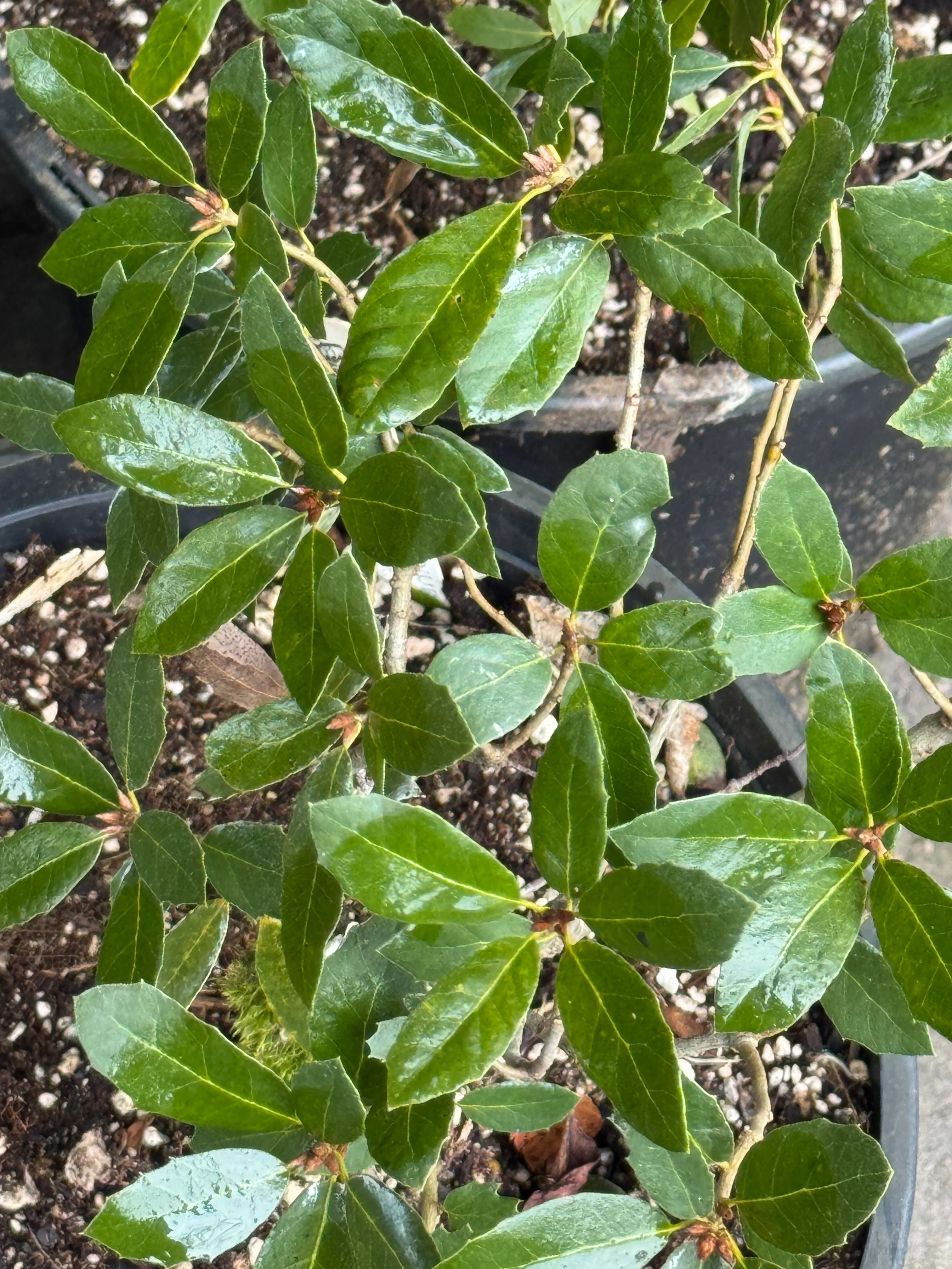 *RETAIL - Quercus vaccinifolia - Image 2