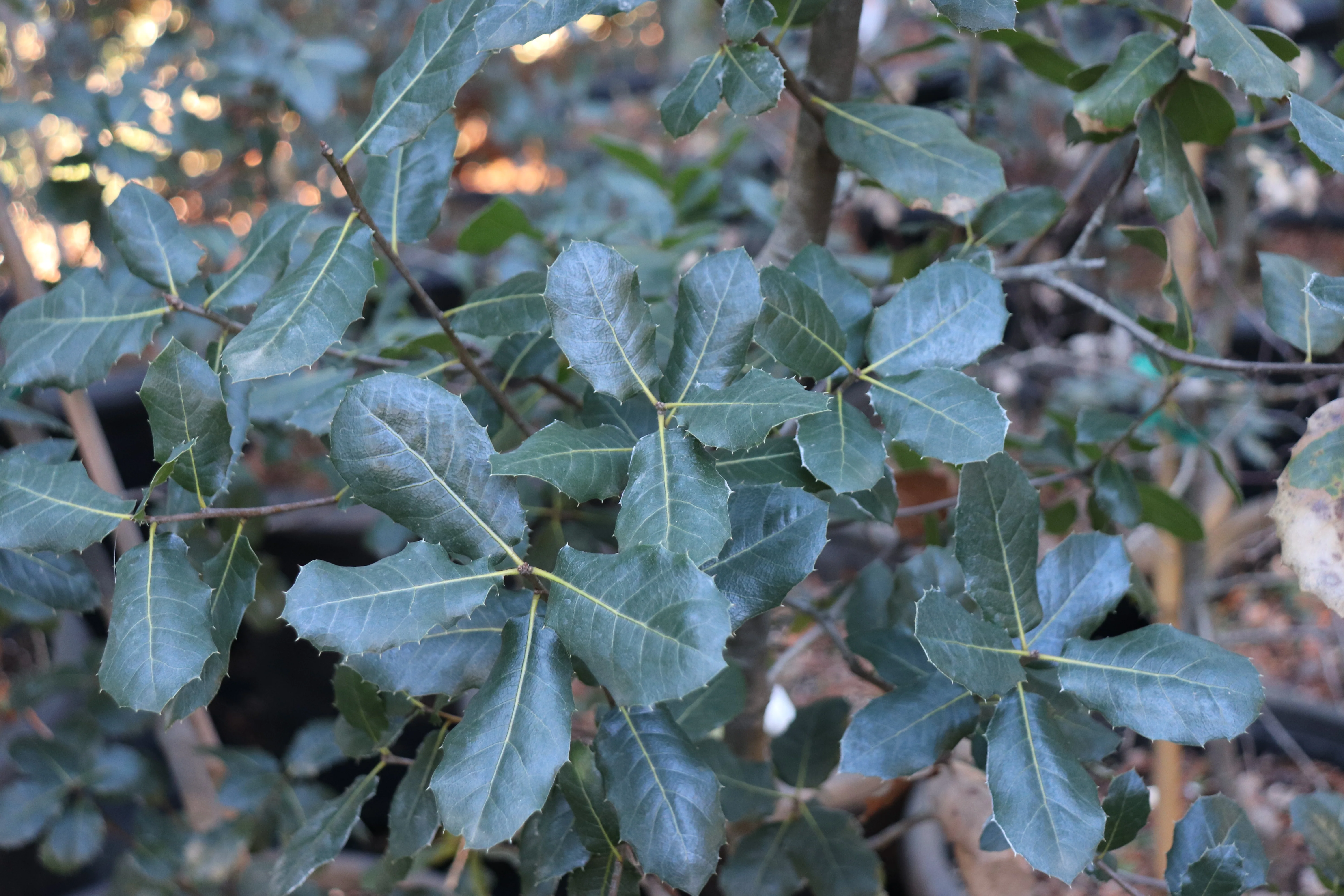 *RETAIL - Quercus wislizeni 'Round Valley' - Image 2