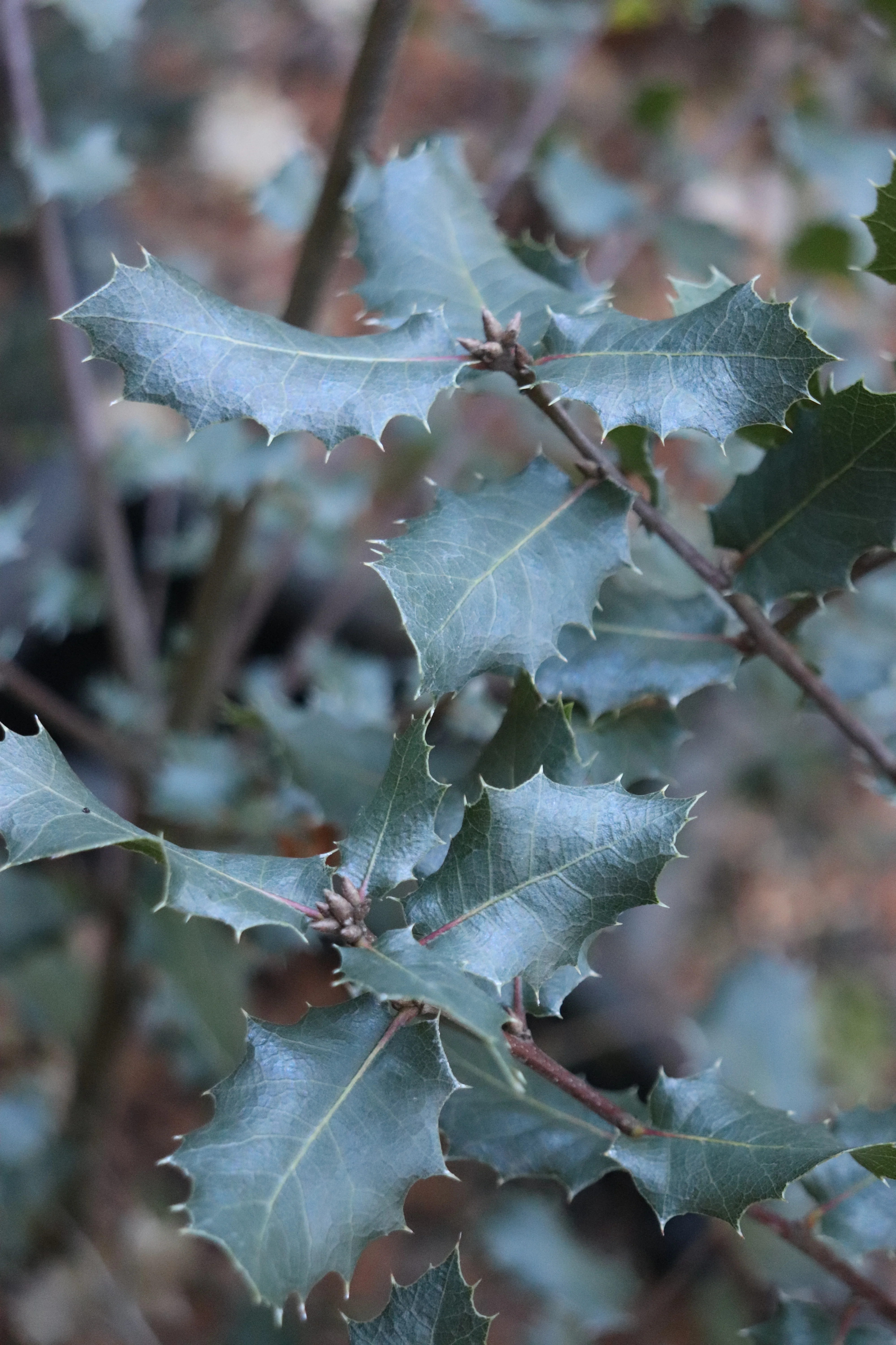 *RETAIL - Quercus wislizeni ssp. frutescens 'Trinity'