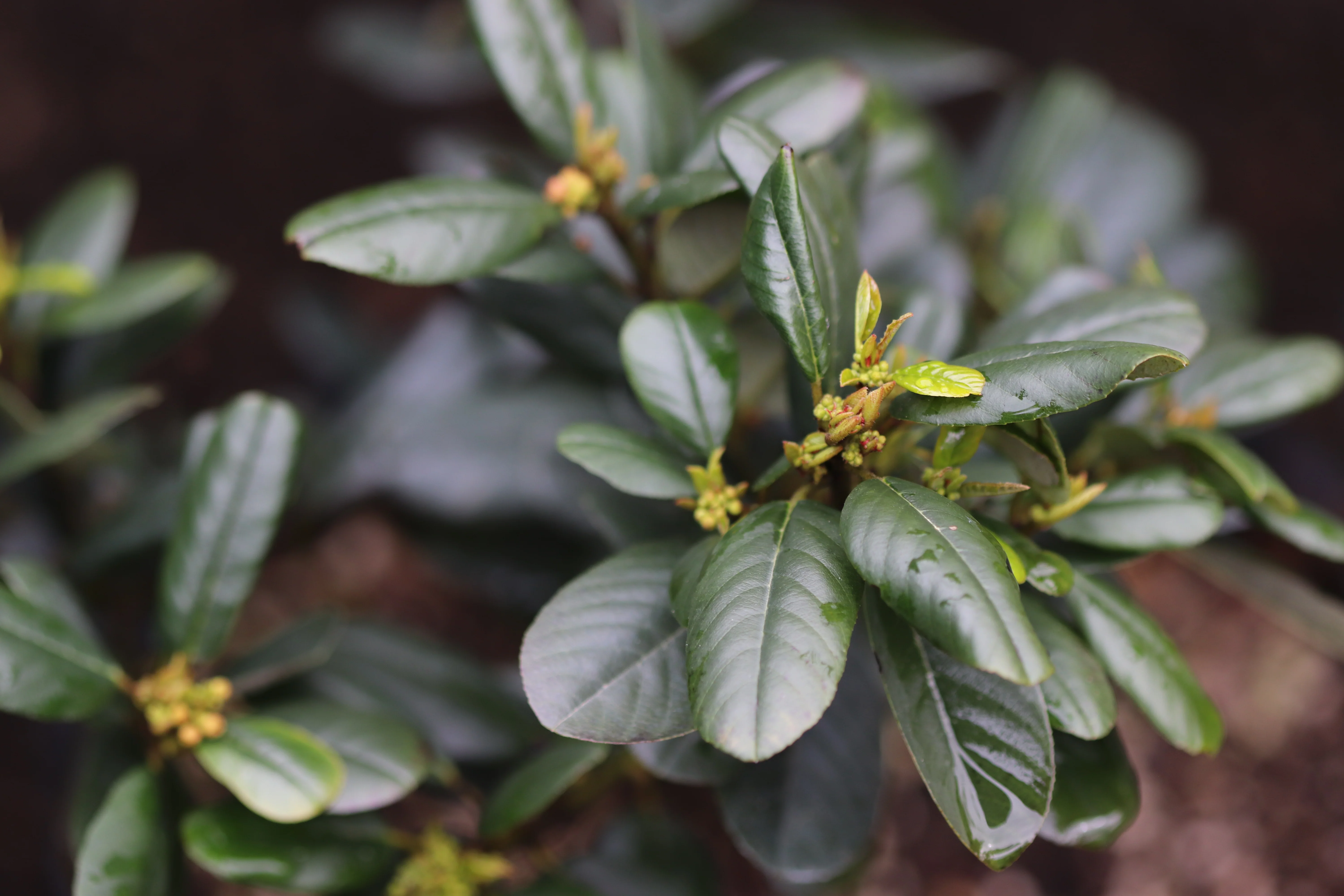 *RETAIL - Rhamnus californica 'Leatherleaf' - Image 2