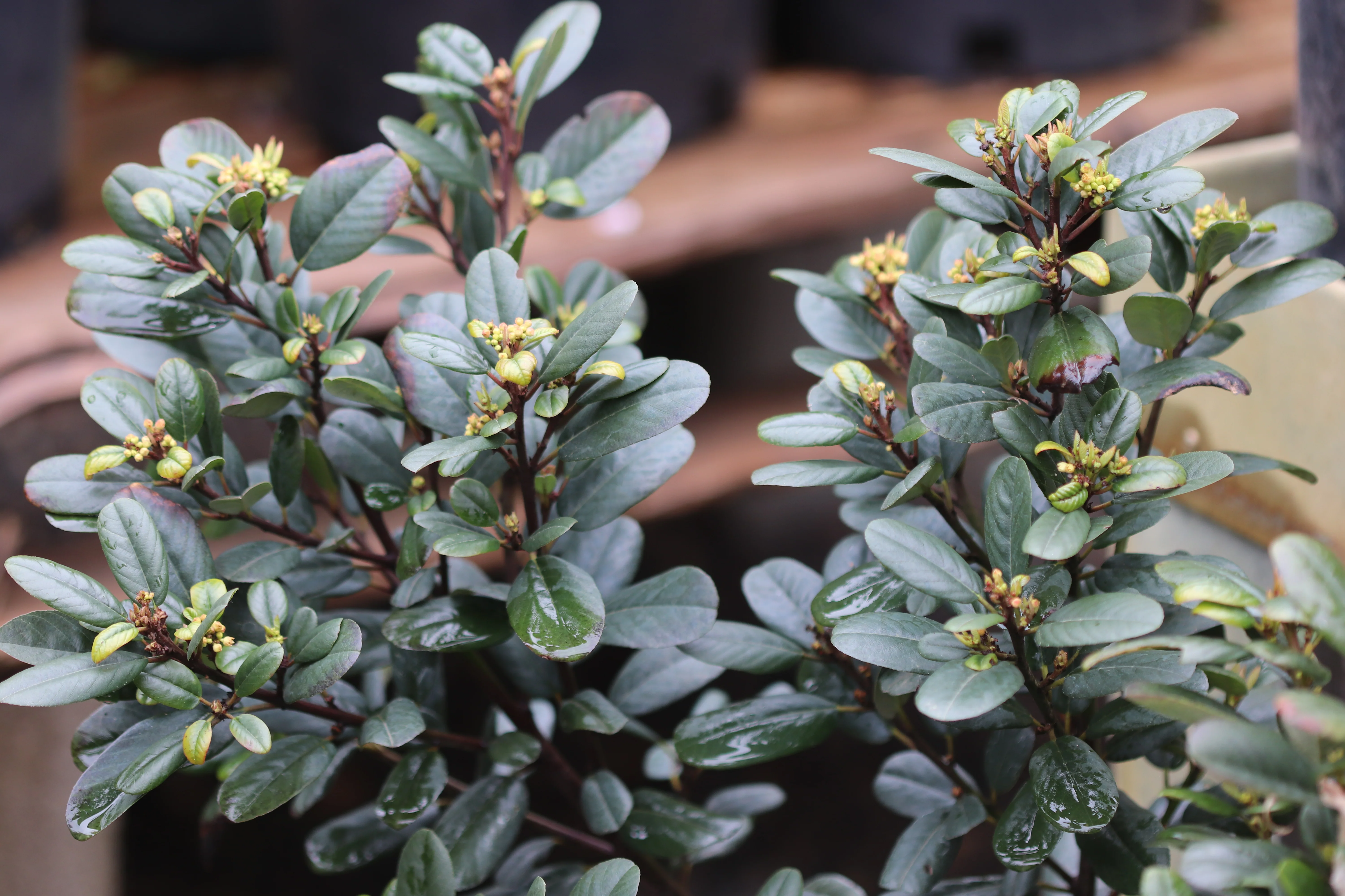 *RETAIL - Rhamnus californica 'Leatherleaf' - Image 3