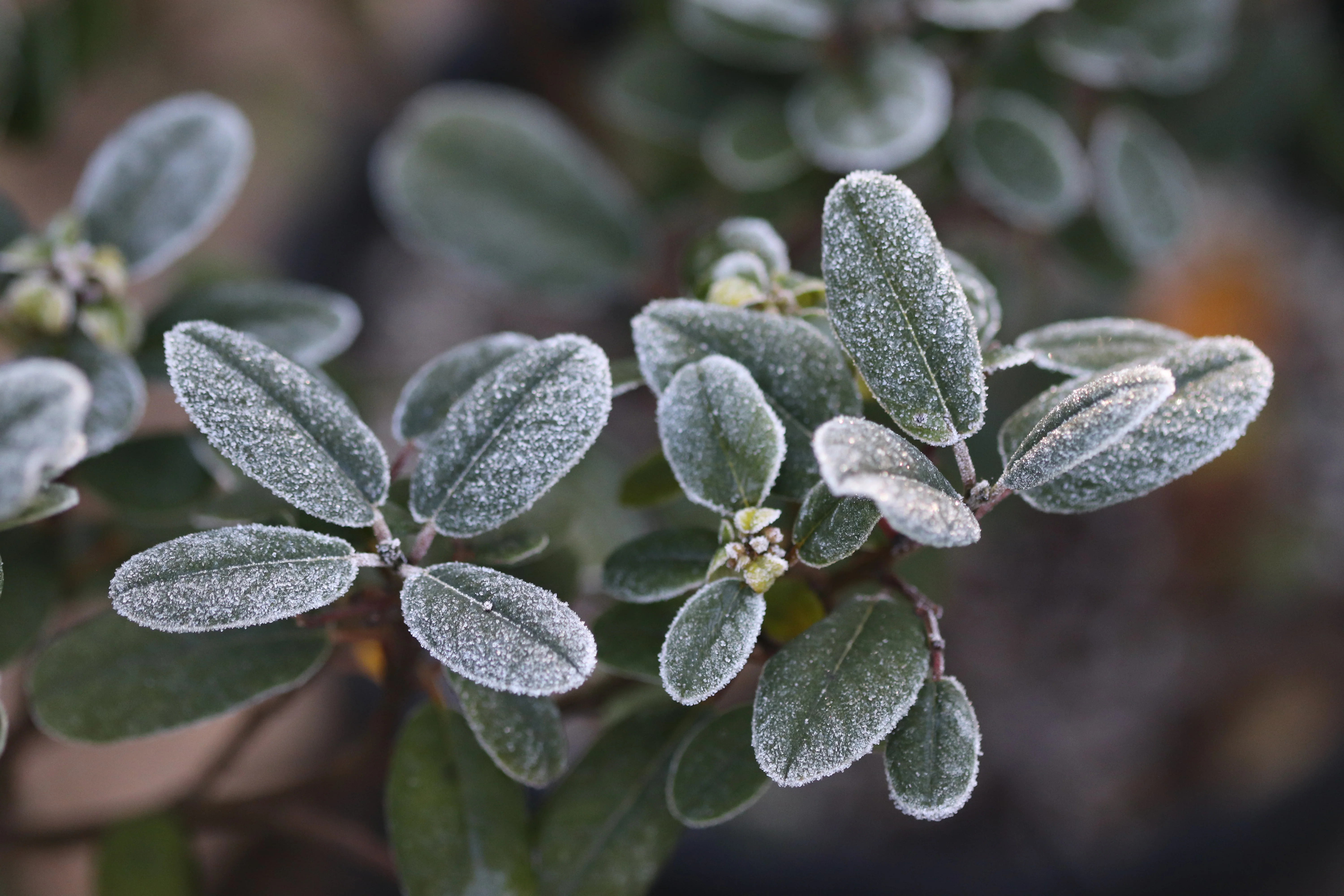 *RETAIL - Rhamnus californica 'Leatherleaf' - Image 4