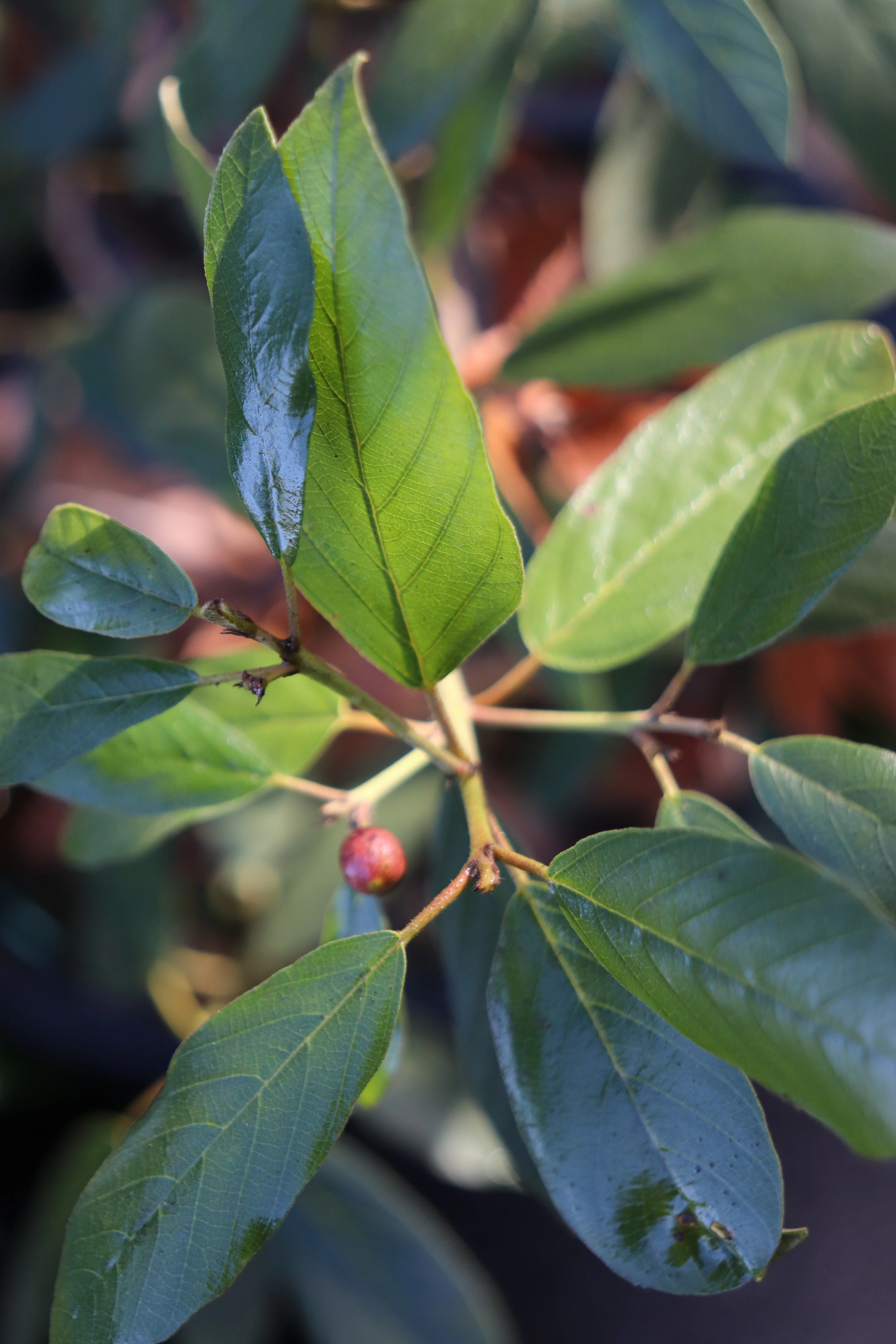 *RETAIL - Rhamnus californica ssp. tomentella - Image 2