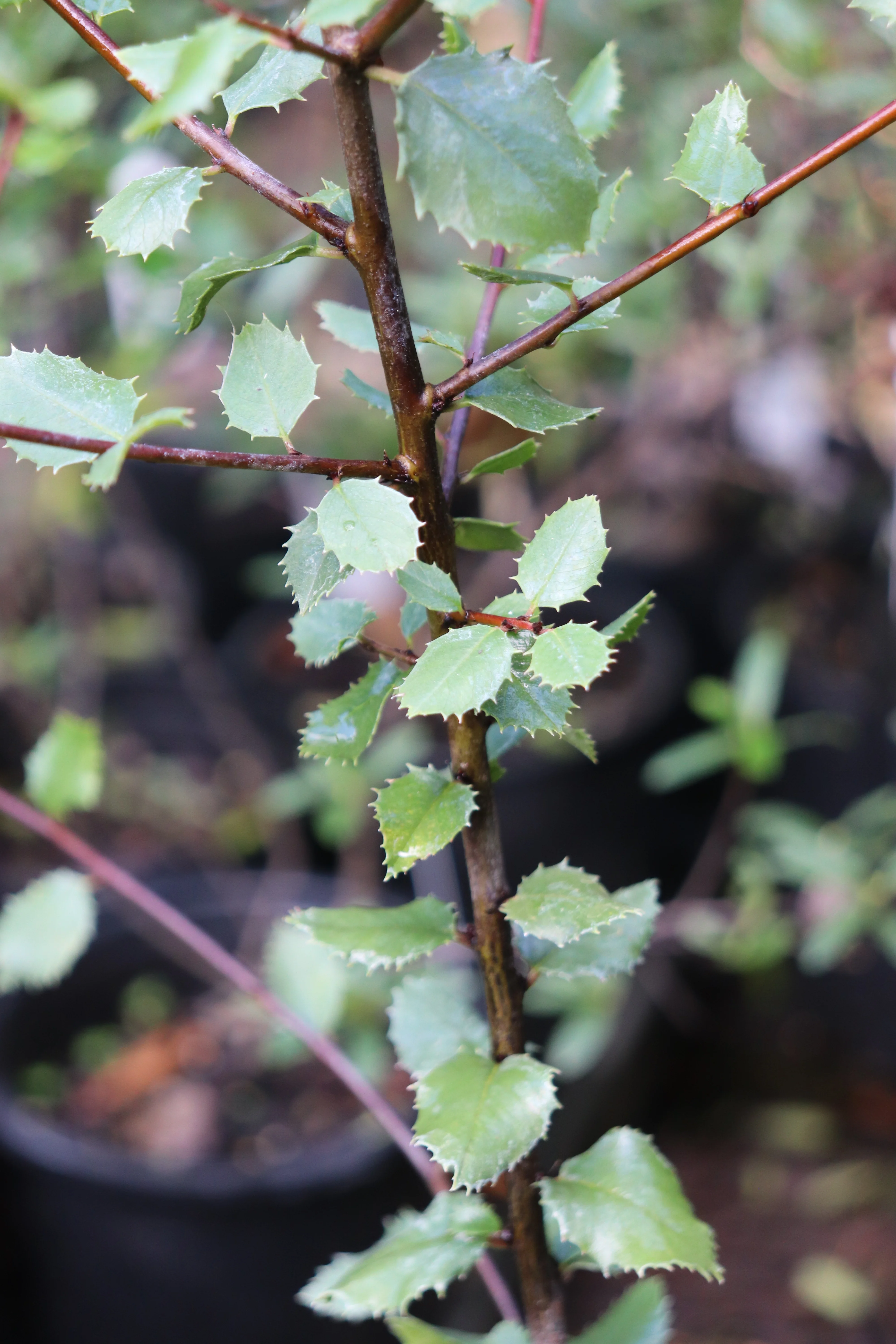 *RETAIL - Rhamnus crocea ssp. ilicifolia - Image 2