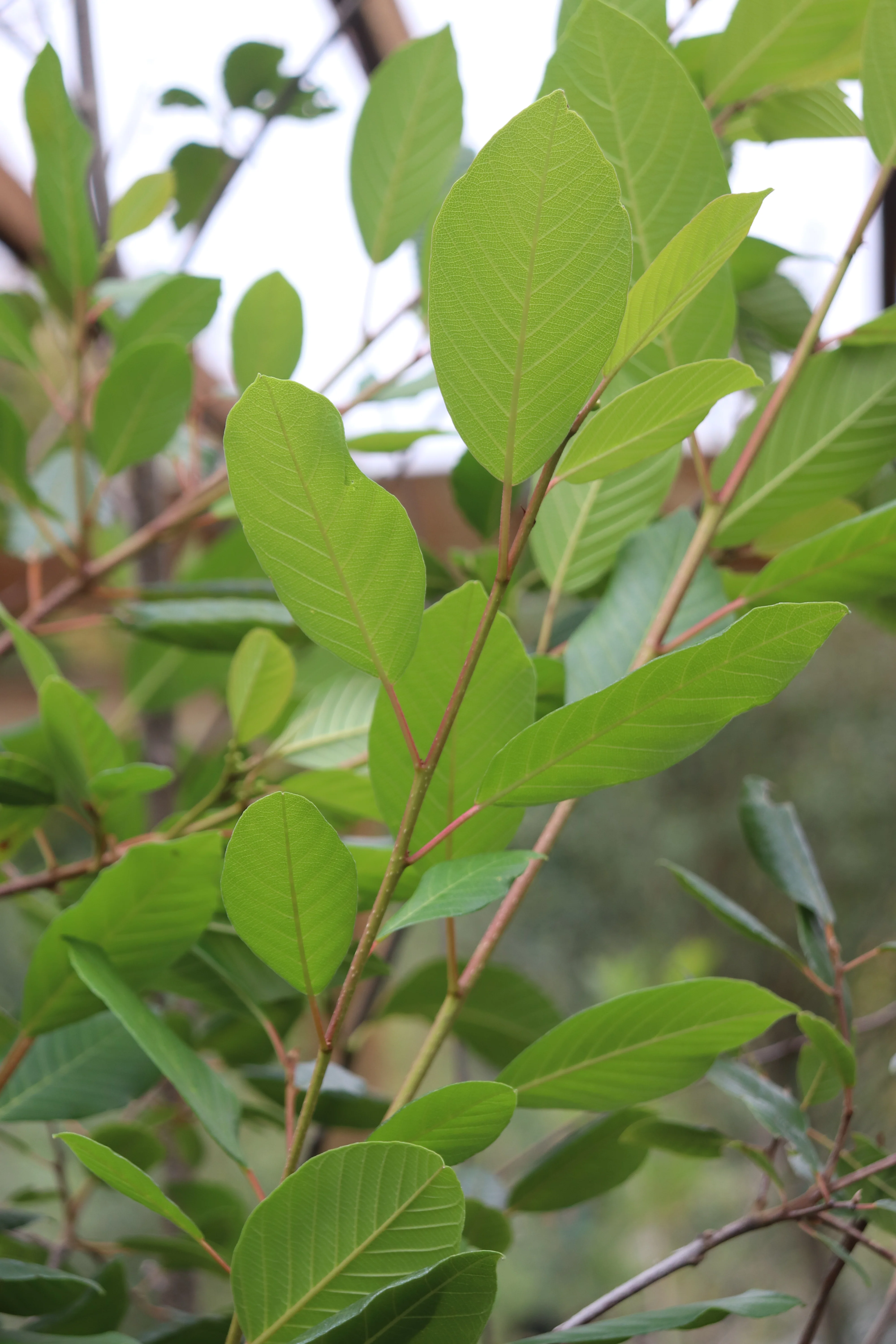 *RETAIL - Rhamnus purshiana x 'Santa Lucia' - Image 2