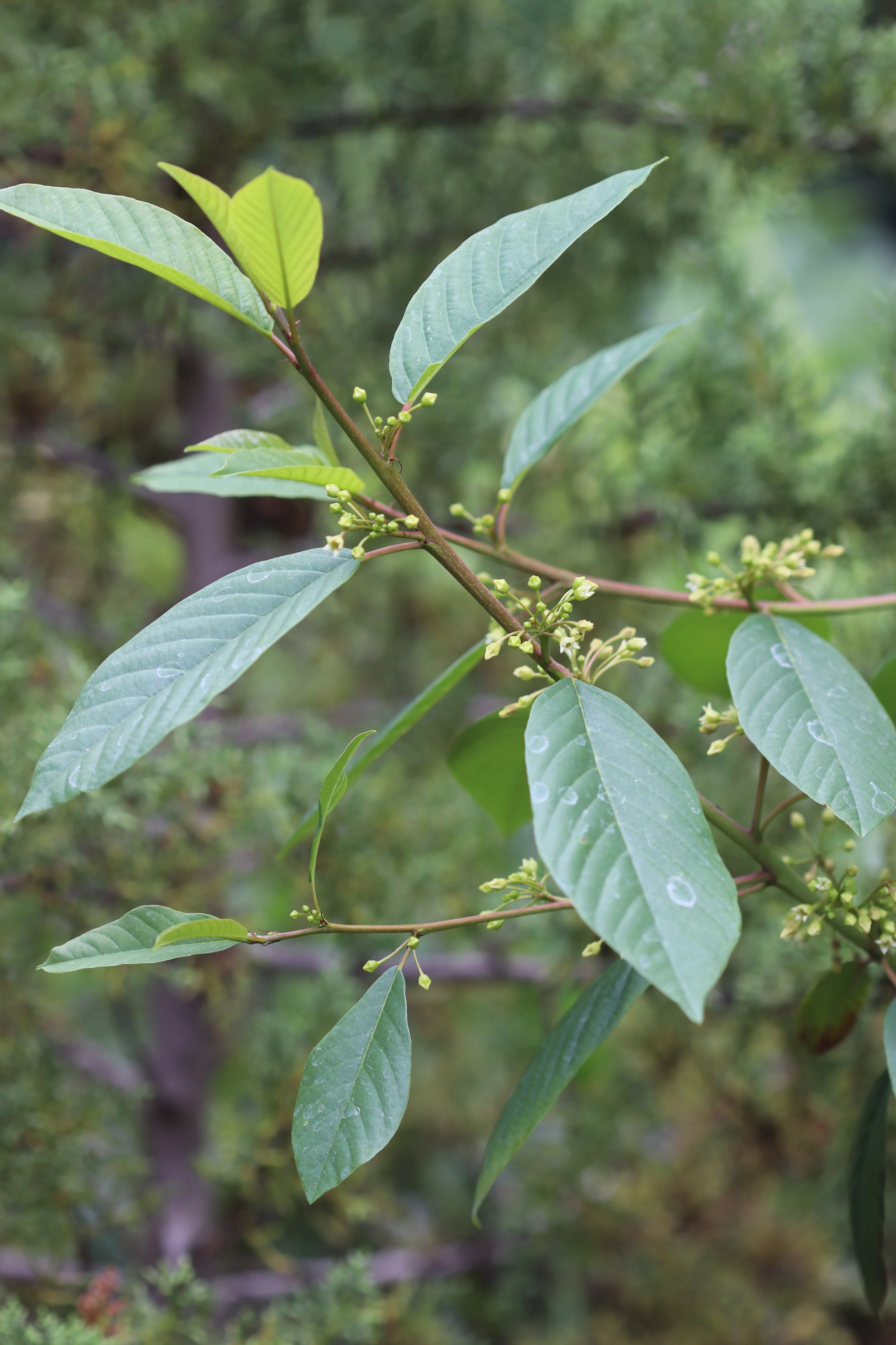 *RETAIL - Rhamnus purshiana x 'Santa Lucia' - Image 3
