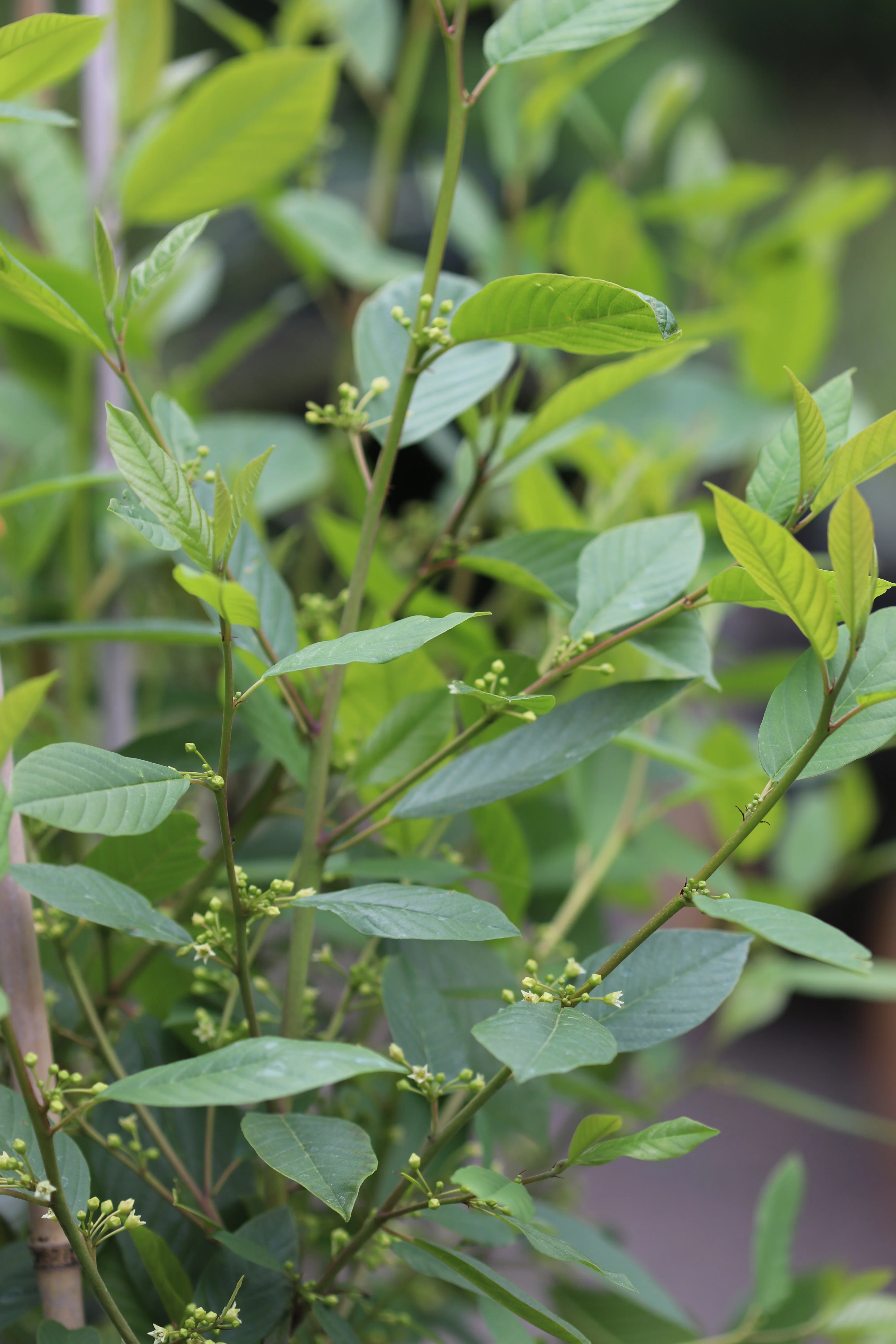 *RETAIL - Rhamnus purshiana x 'Santa Lucia' - Image 4