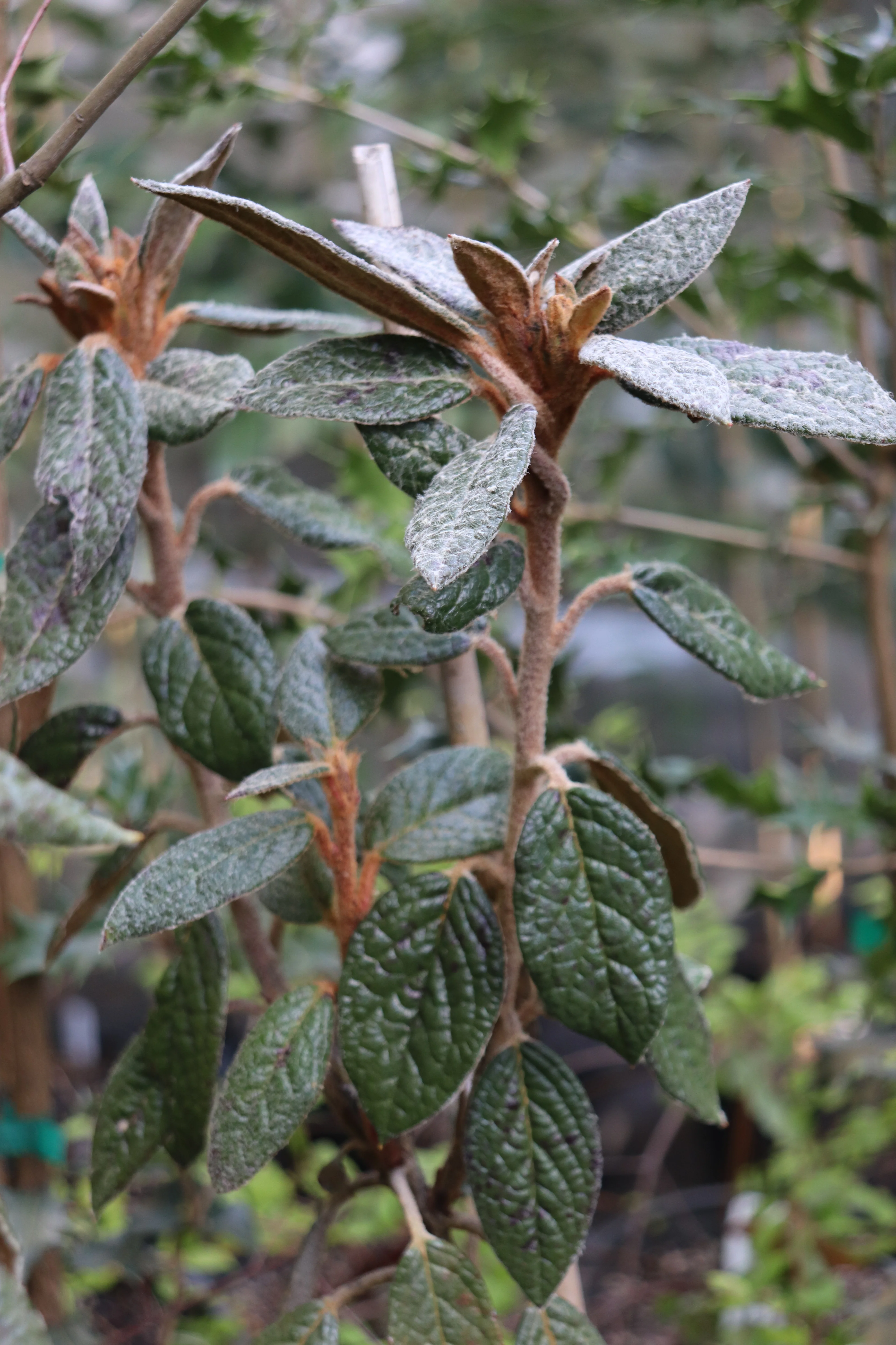 *RETAIL - Rhododendron edgeworthii - Image 2