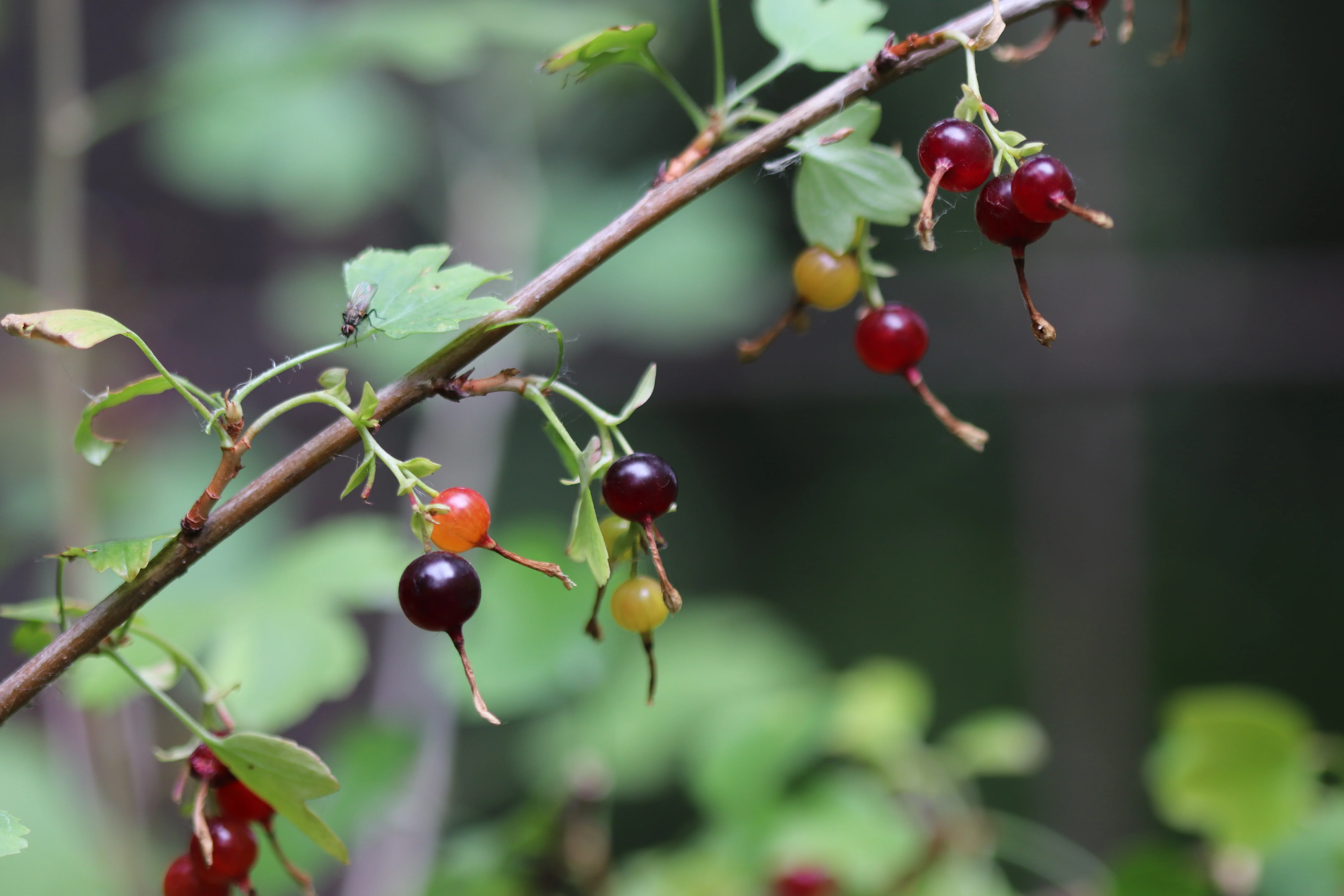 *RETAIL - Ribes aureum ssp. gracillimum - Image 2