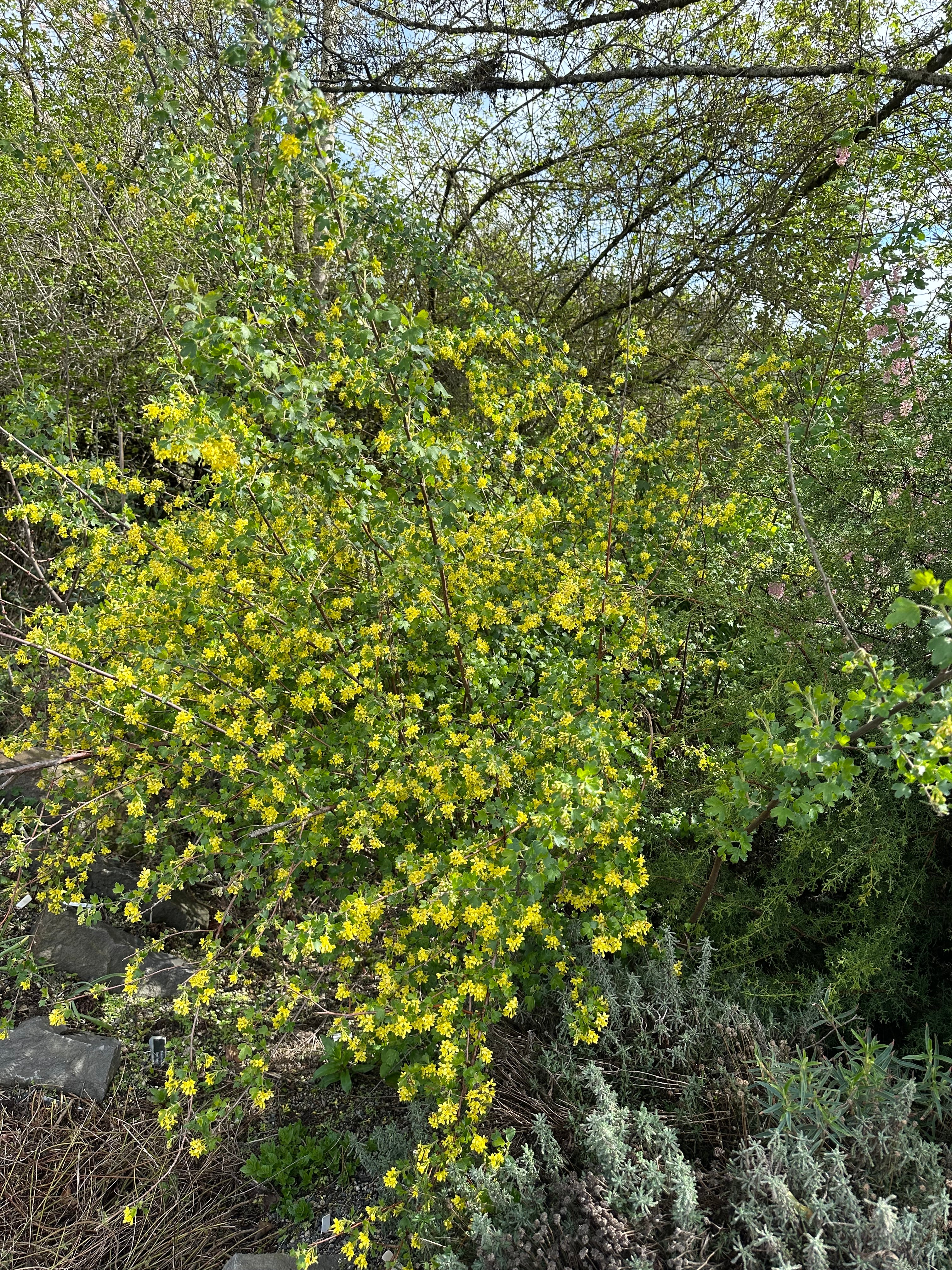 *RETAIL - Ribes aureum ssp. gracillimum - Image 3