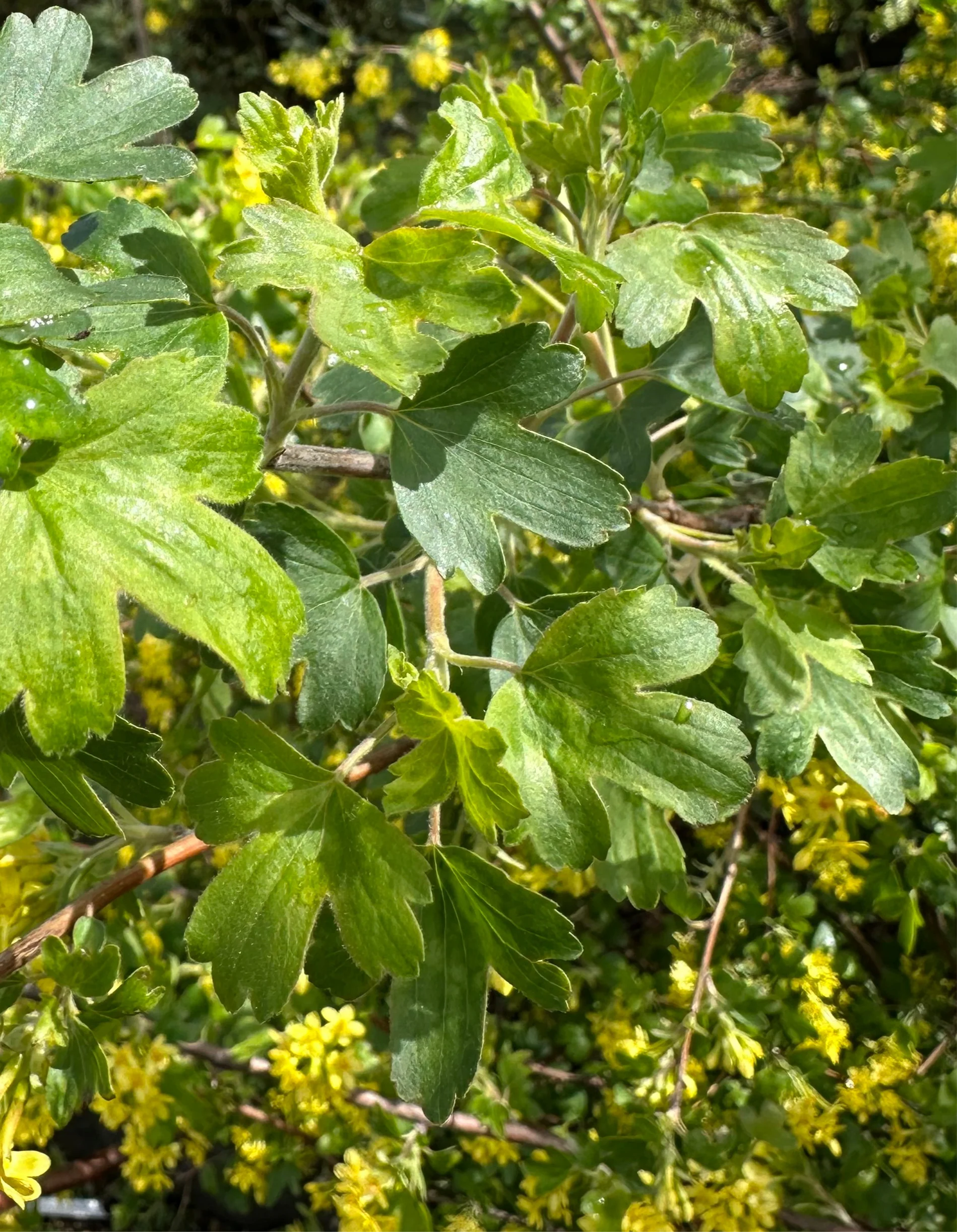 *RETAIL - Ribes aureum ssp. gracillimum - Image 4