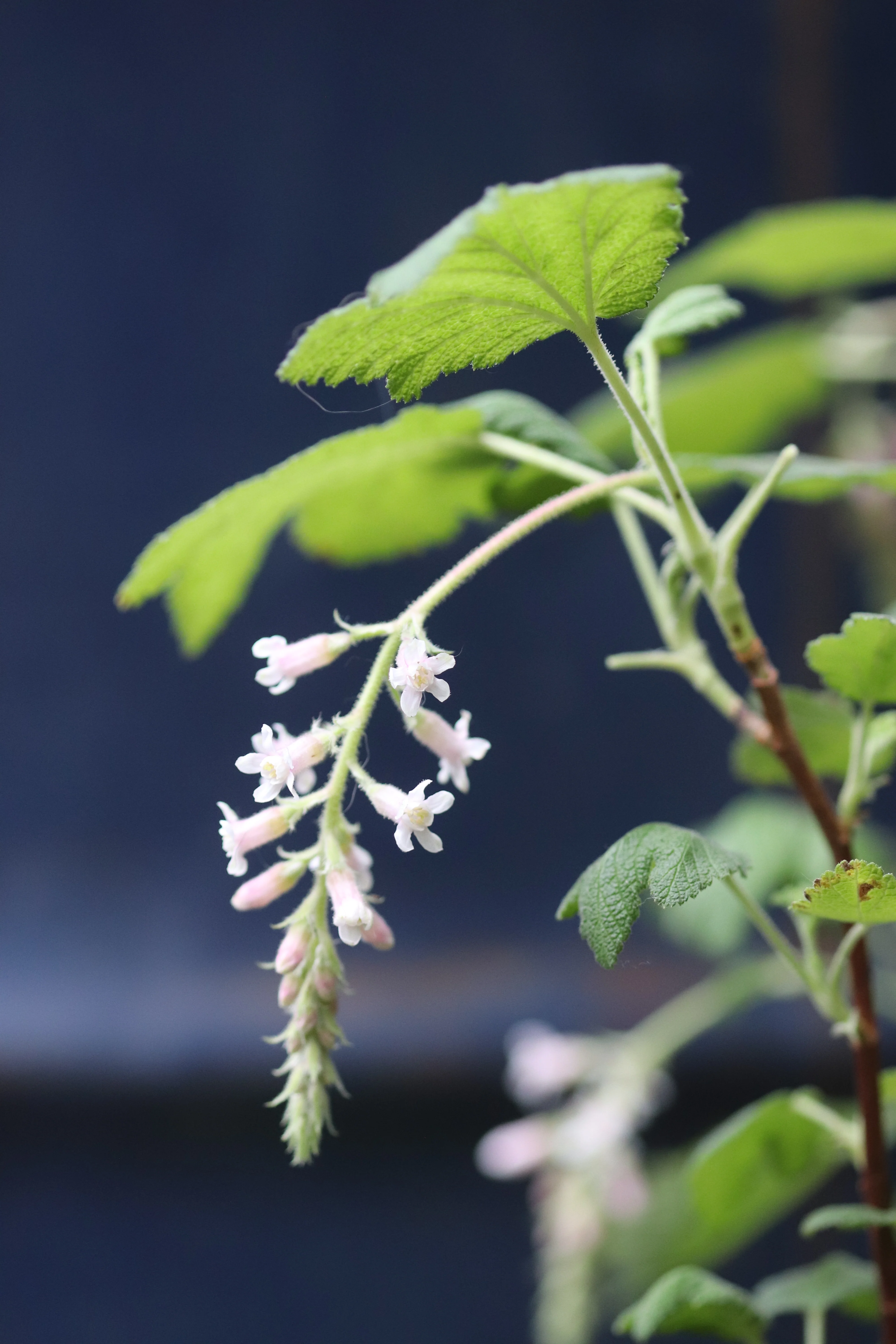 *RETAIL - Ribes malvaceum 'Dancing Tassels' - Image 2