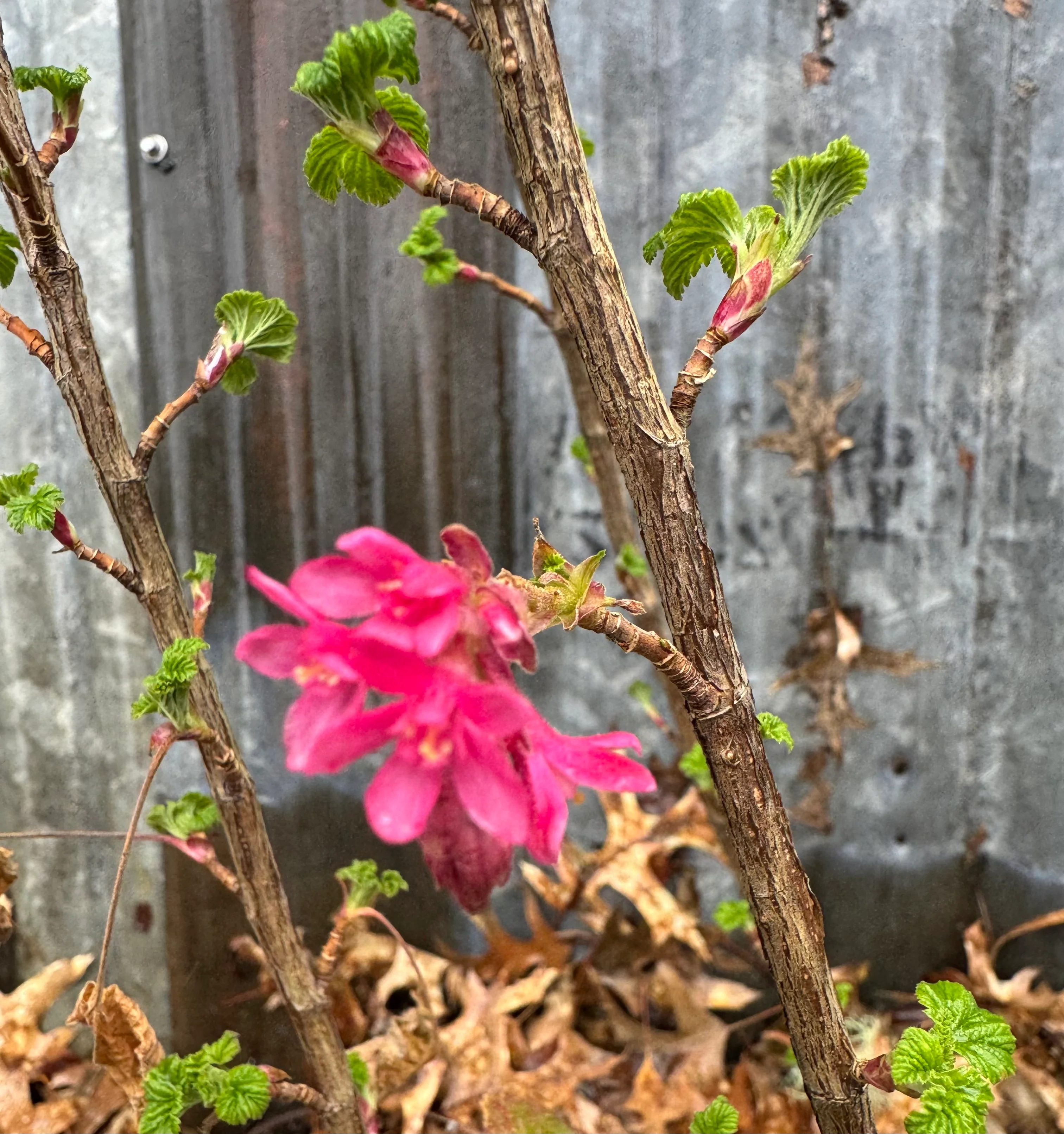 *RETAIL - Ribes sanguineum 'King Edward VII' - Image 2