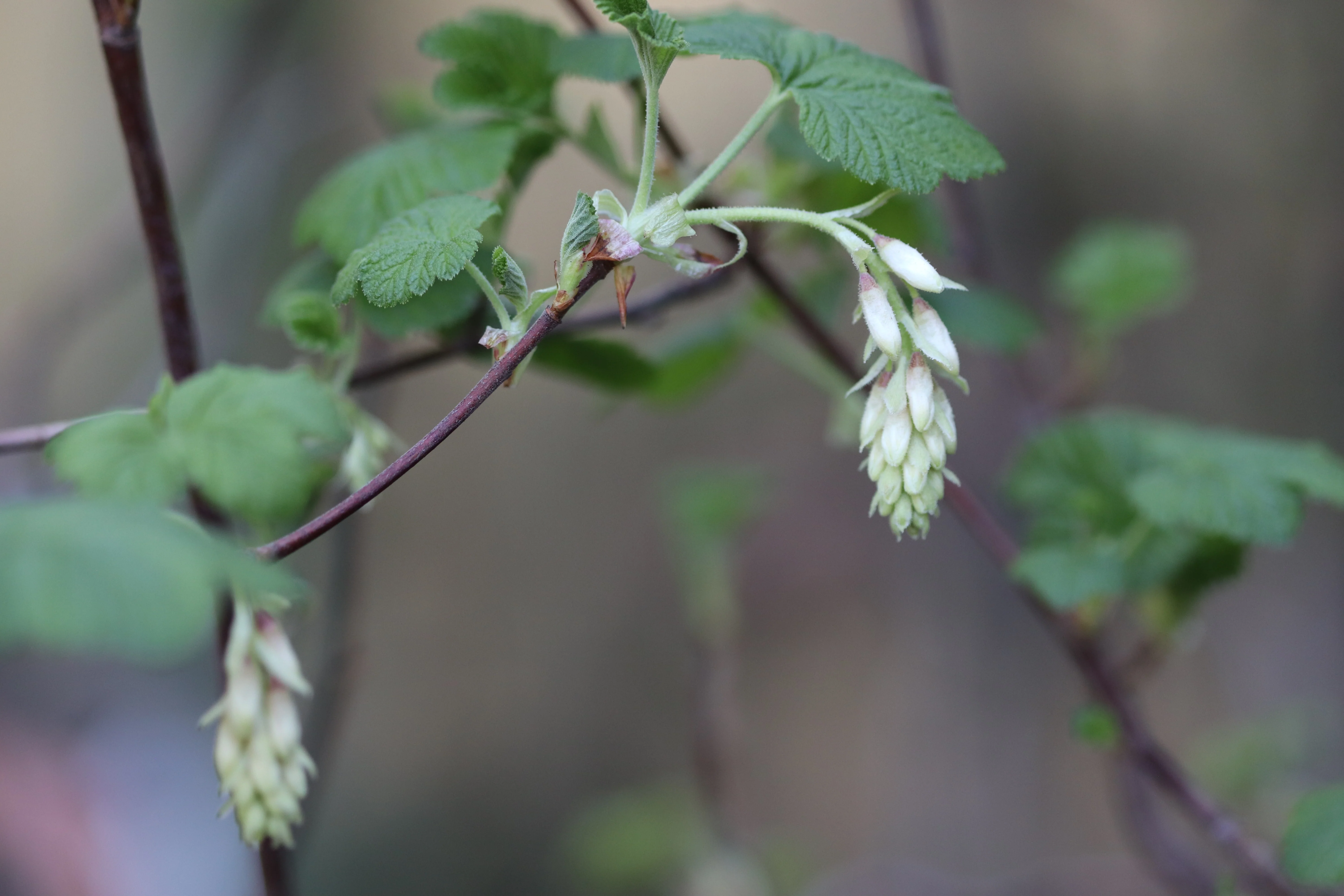 *RETAIL - Ribes sanguineum 'Sean's Best White' - Image 2