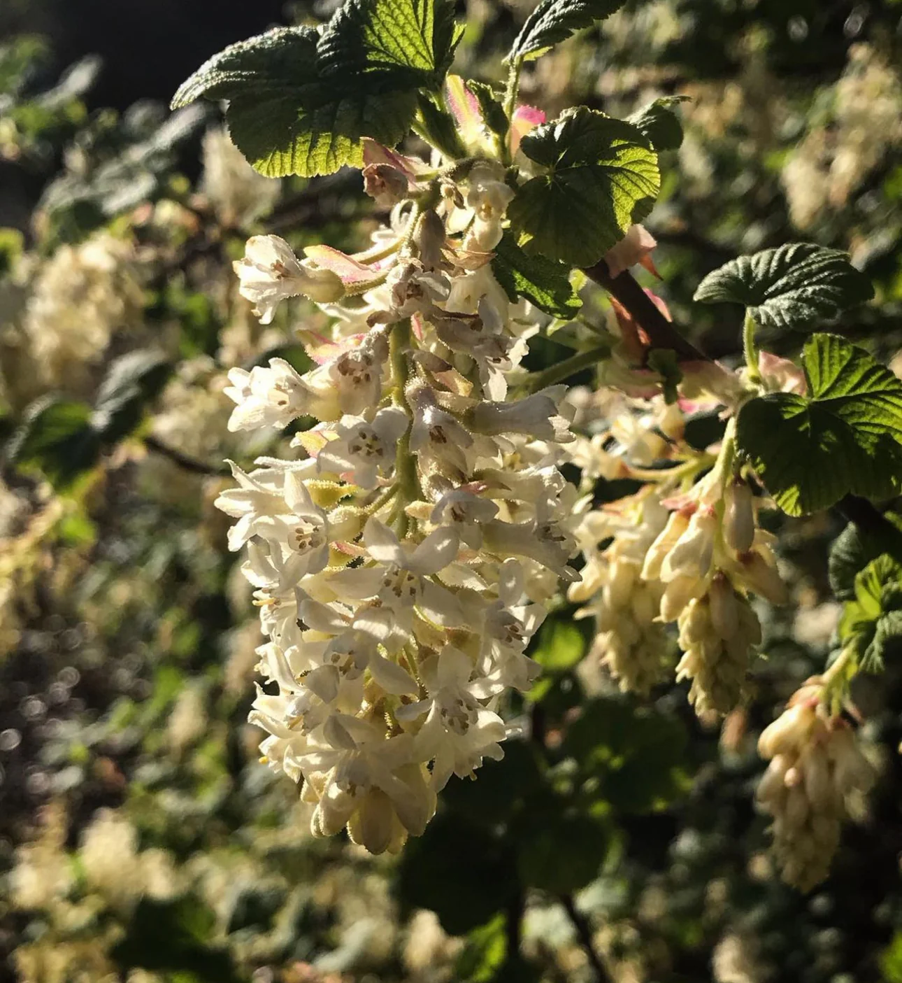 *RETAIL - Ribes sanguineum 'Sean's Best White' - Image 3