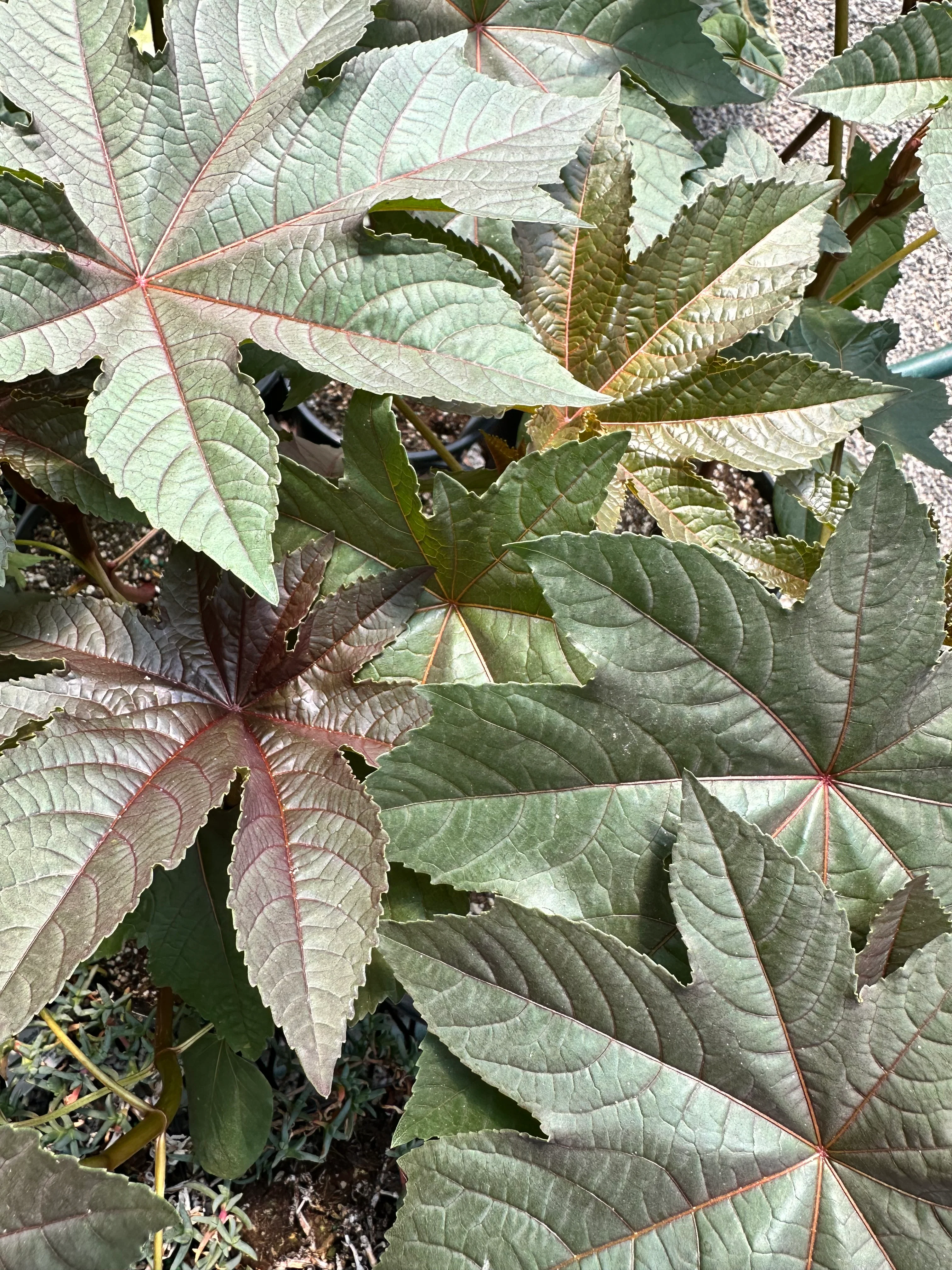 *RETAIL - Ricinus communis var. gibsonii - Image 2