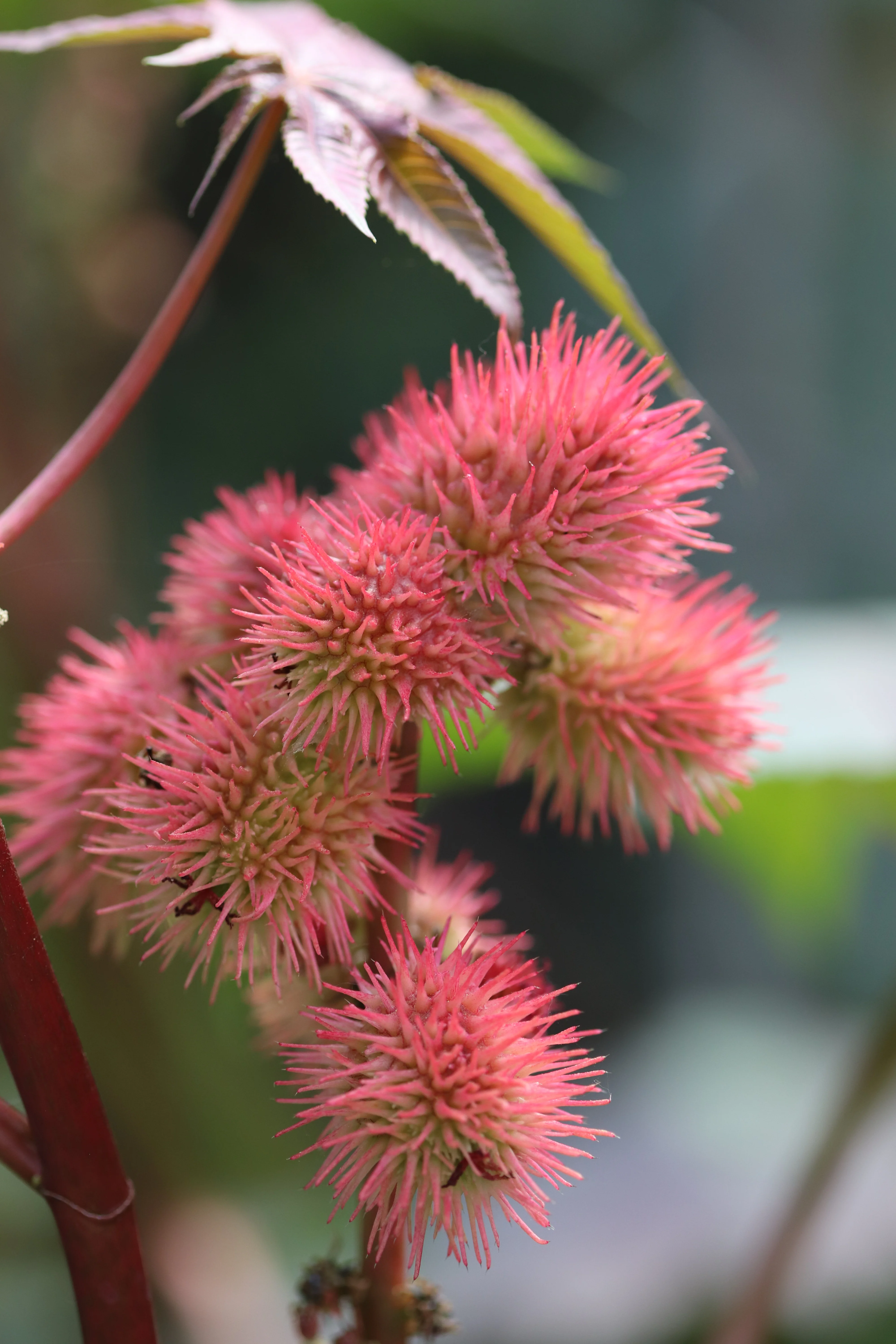 *RETAIL - Ricinus communis var. gibsonii - Image 3