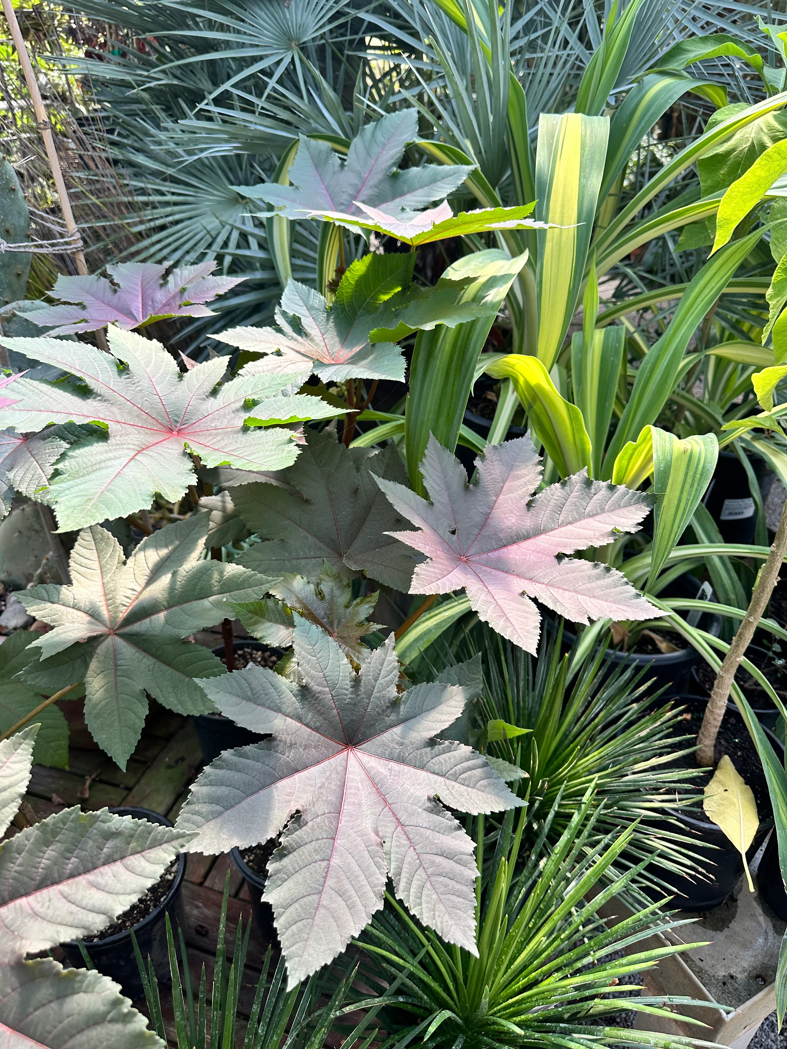 *RETAIL - Ricinus communis var. gibsonii - Image 4