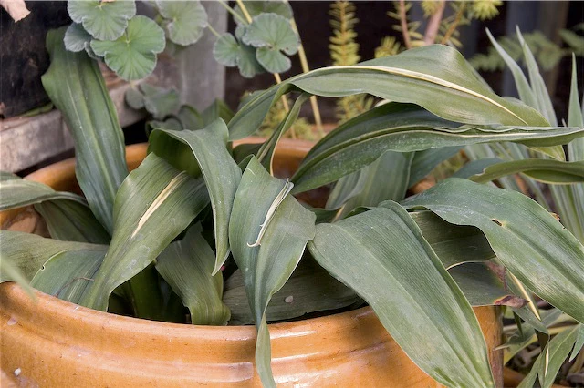 *RETAIL - Rohdea japonica - crested
