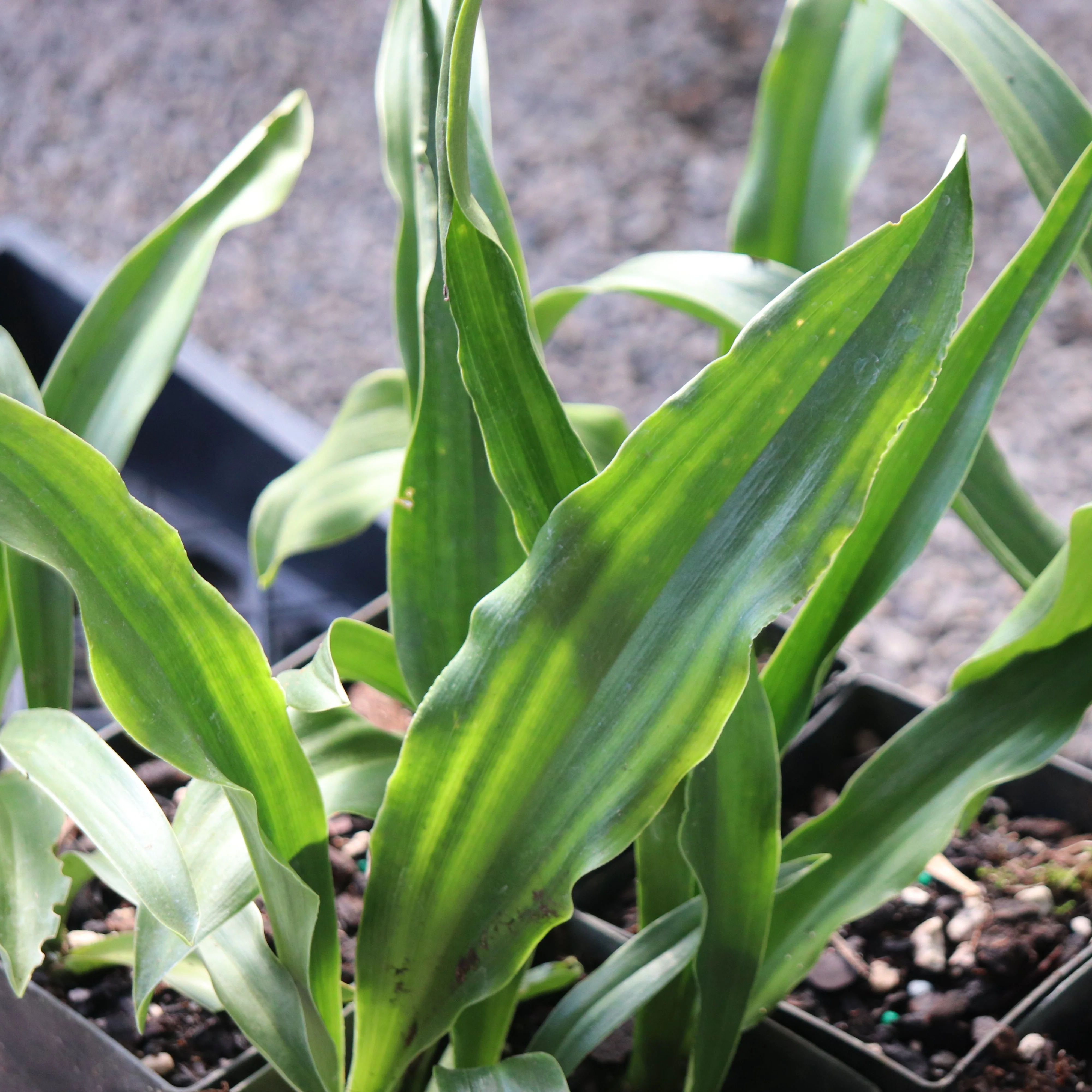 *RETAIL - Rohdea japonica - narrow-leafed form - Image 2
