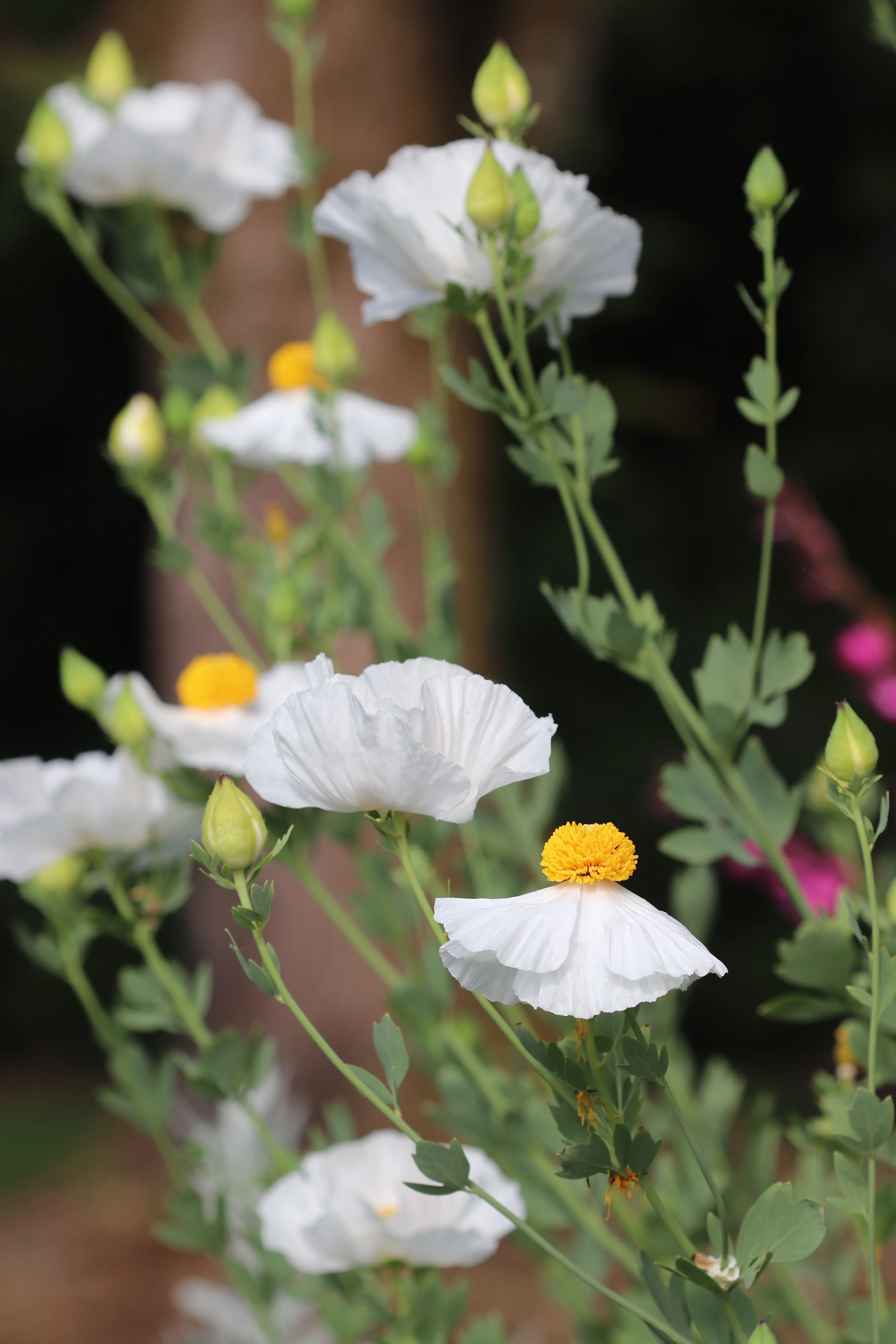*RETAIL - Romneya coulteri - Image 2