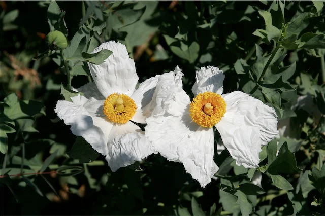 *RETAIL - Romneya coulteri - Image 3